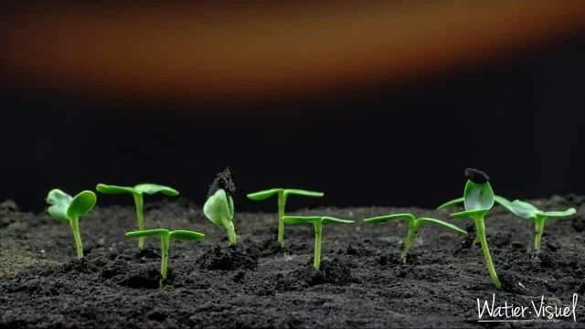 Time lapse 4K  sur germination et levée de Tournesol  Time-lapse