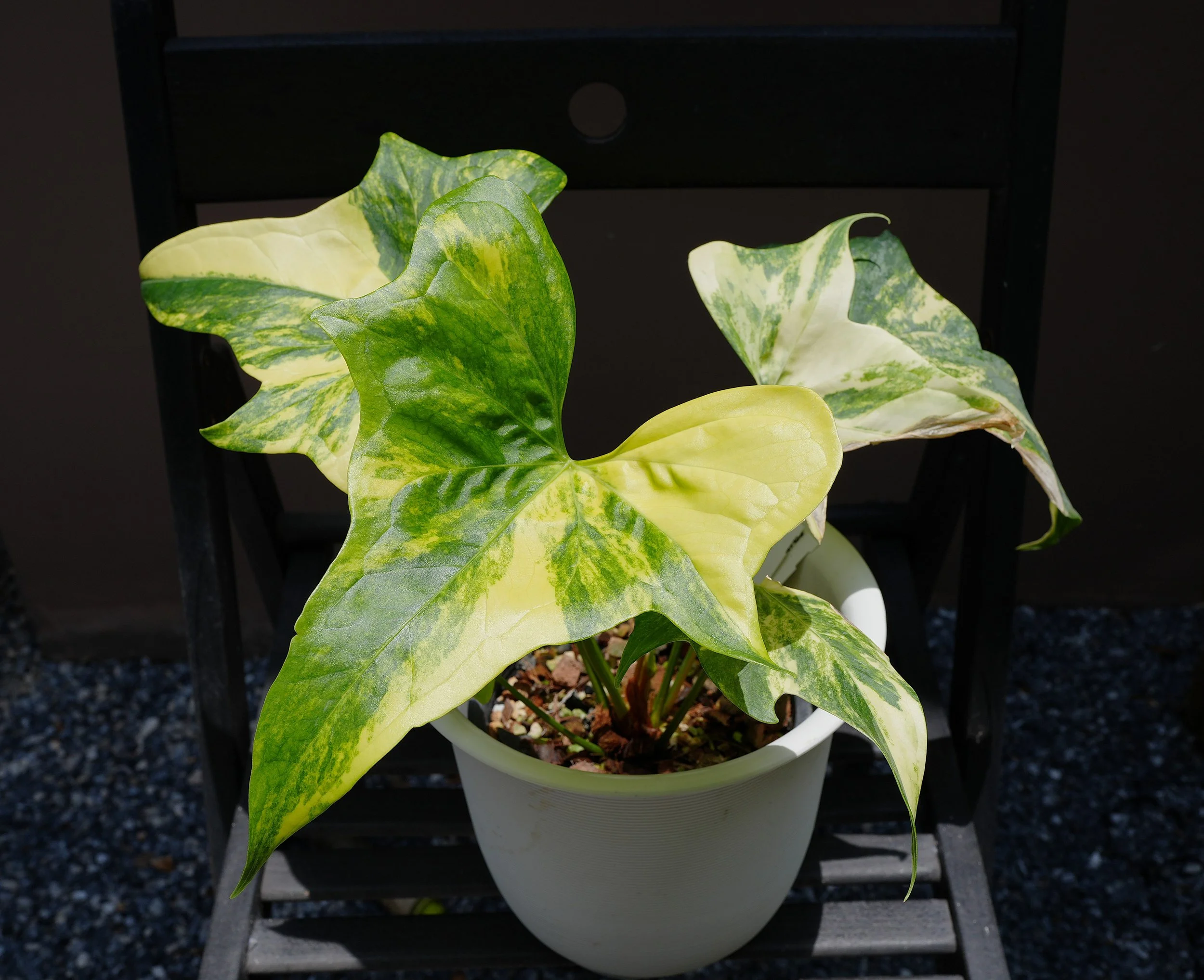 Anthurium pterodactyl variegata