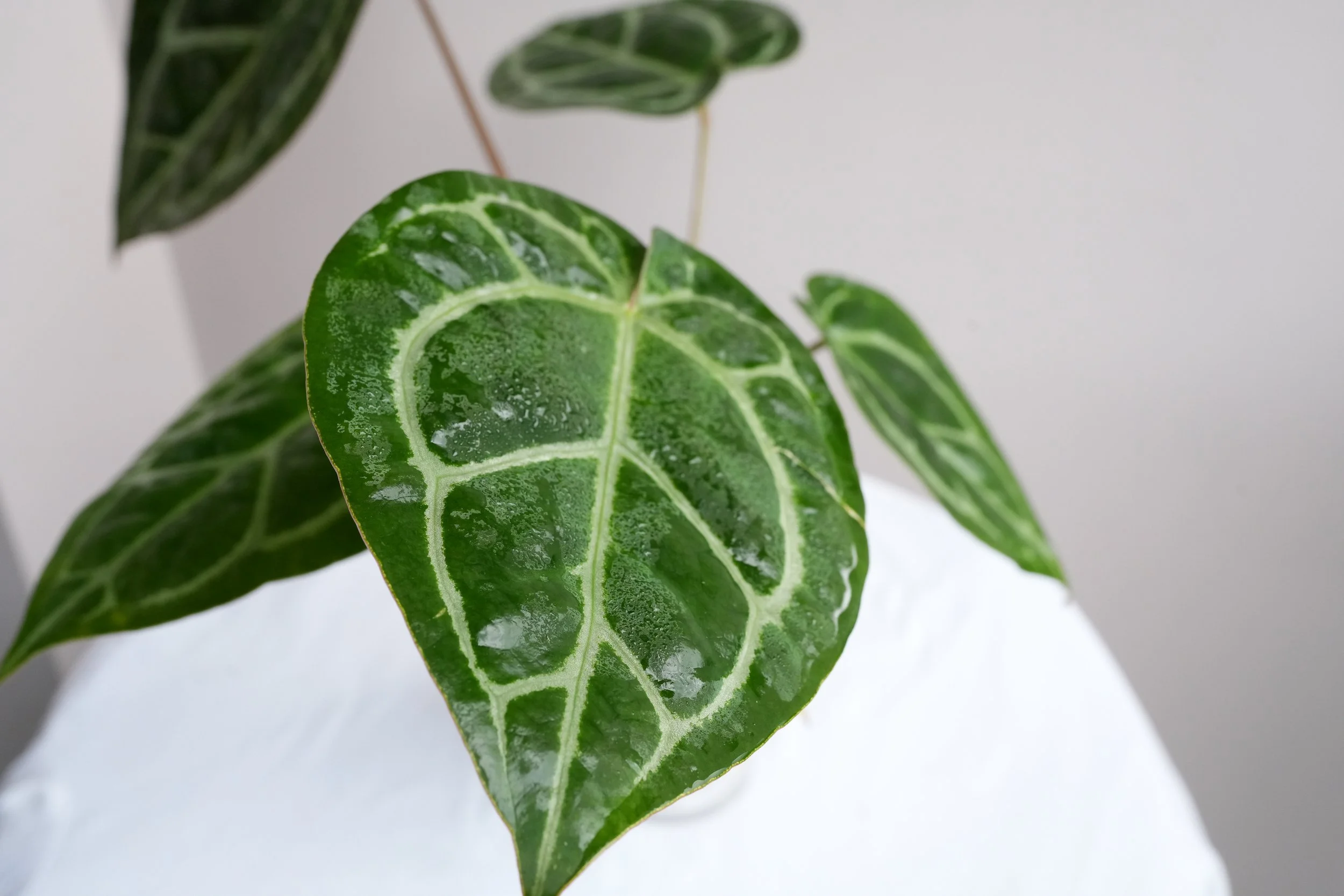 Anthurium (Zara X Michelle) X (Zara X Michelle) — Jungle Heaven