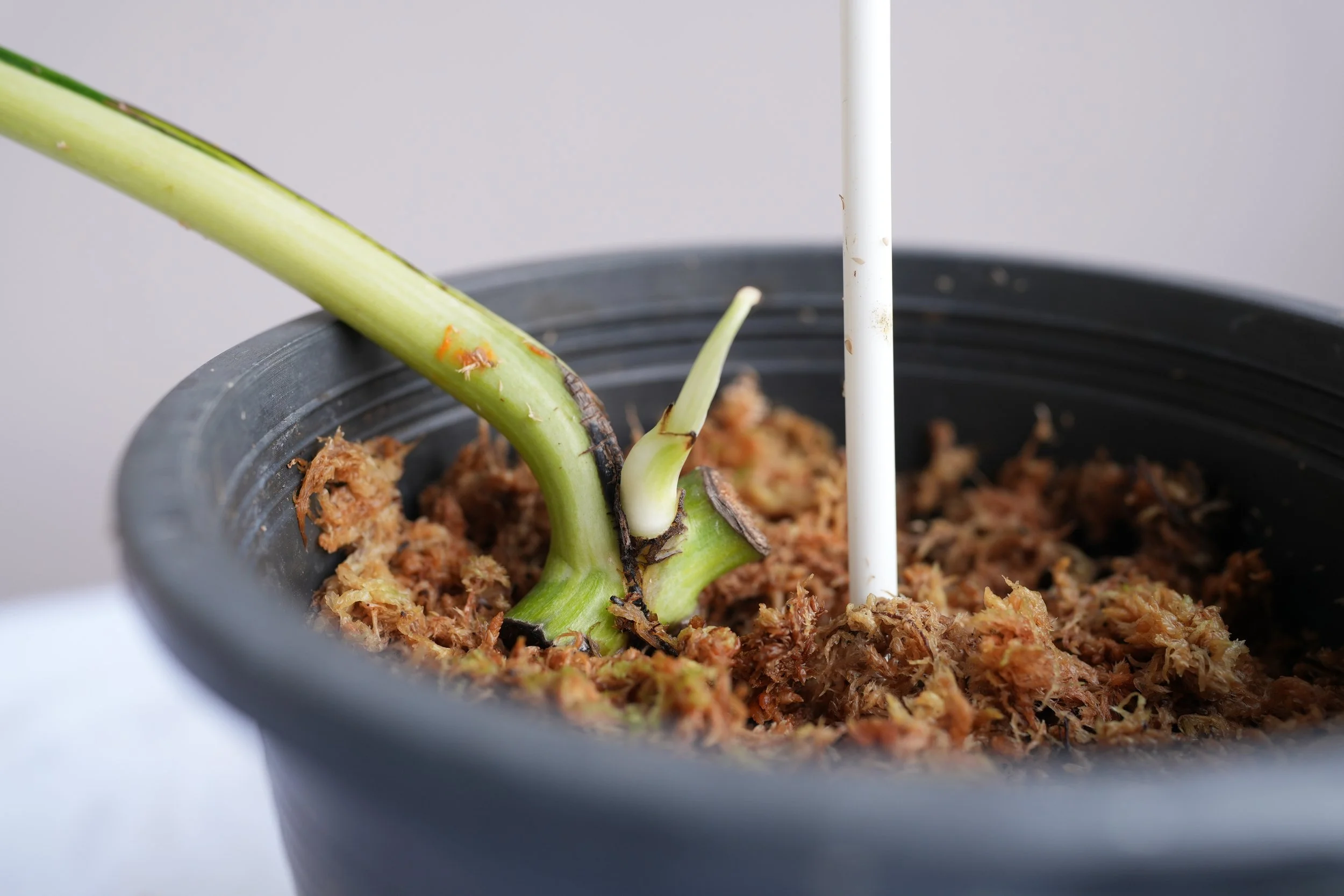 Monstera White Lava Stem cutting #2