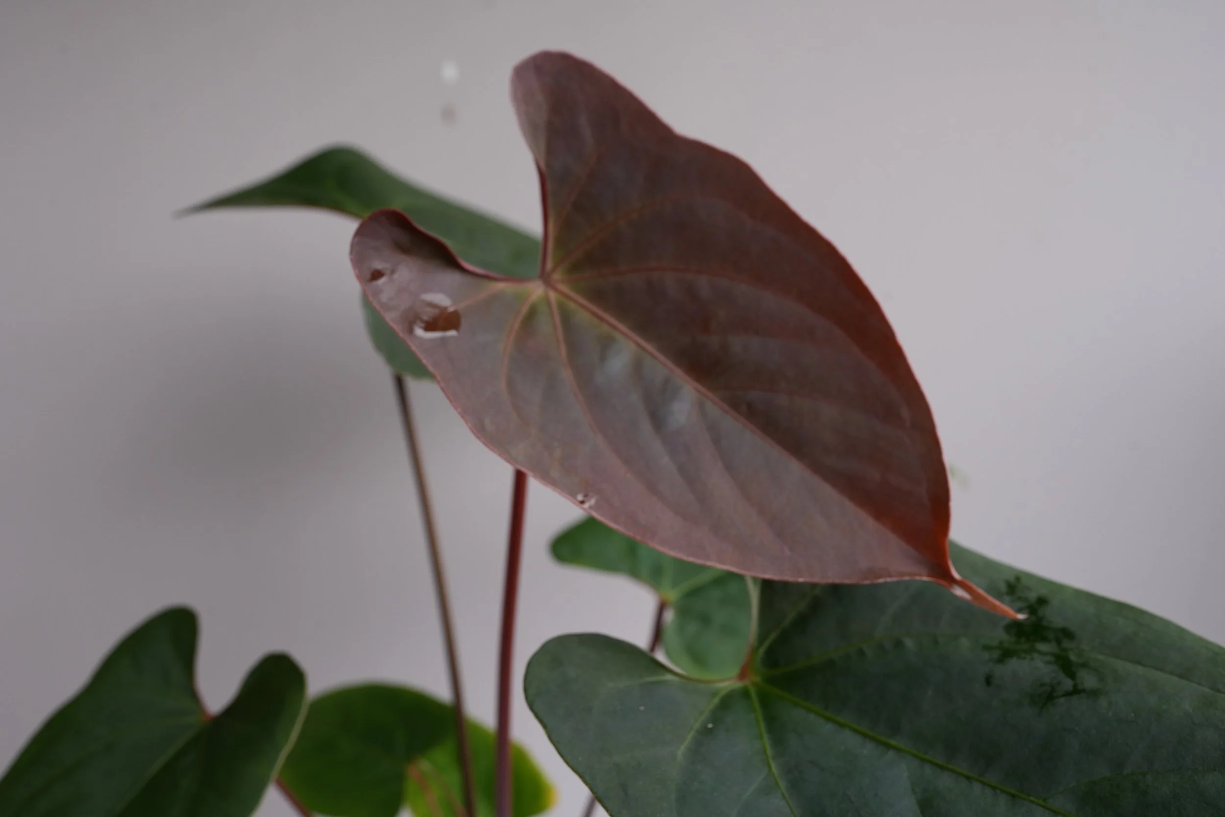 Anthurium Hulk x black sweet #2