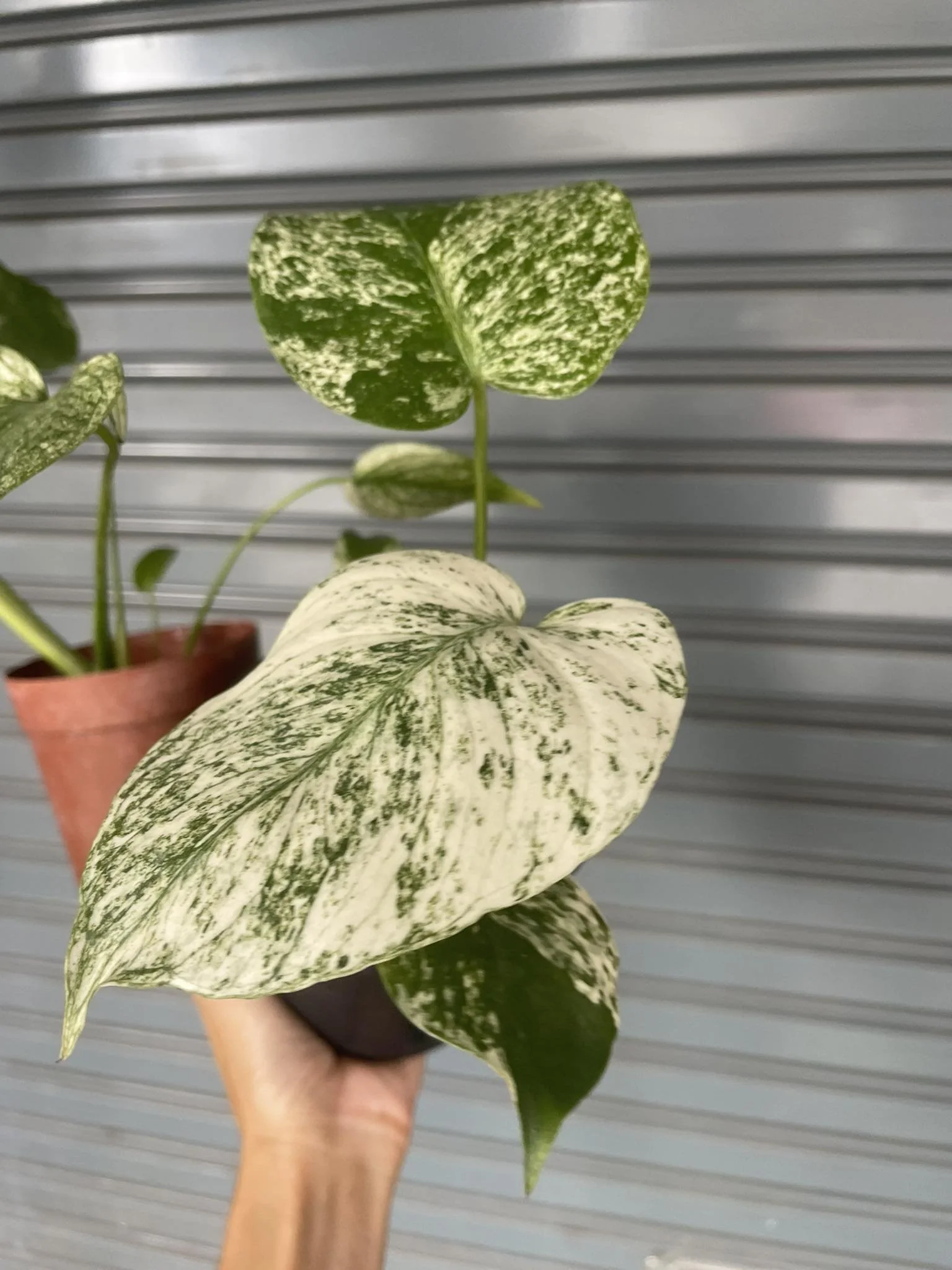 超希少/Monstera Deliciosa White Monster/天津蘭 Monstera 超希少/Monstera Deliciosa White Monster/天津蘭 Monstera