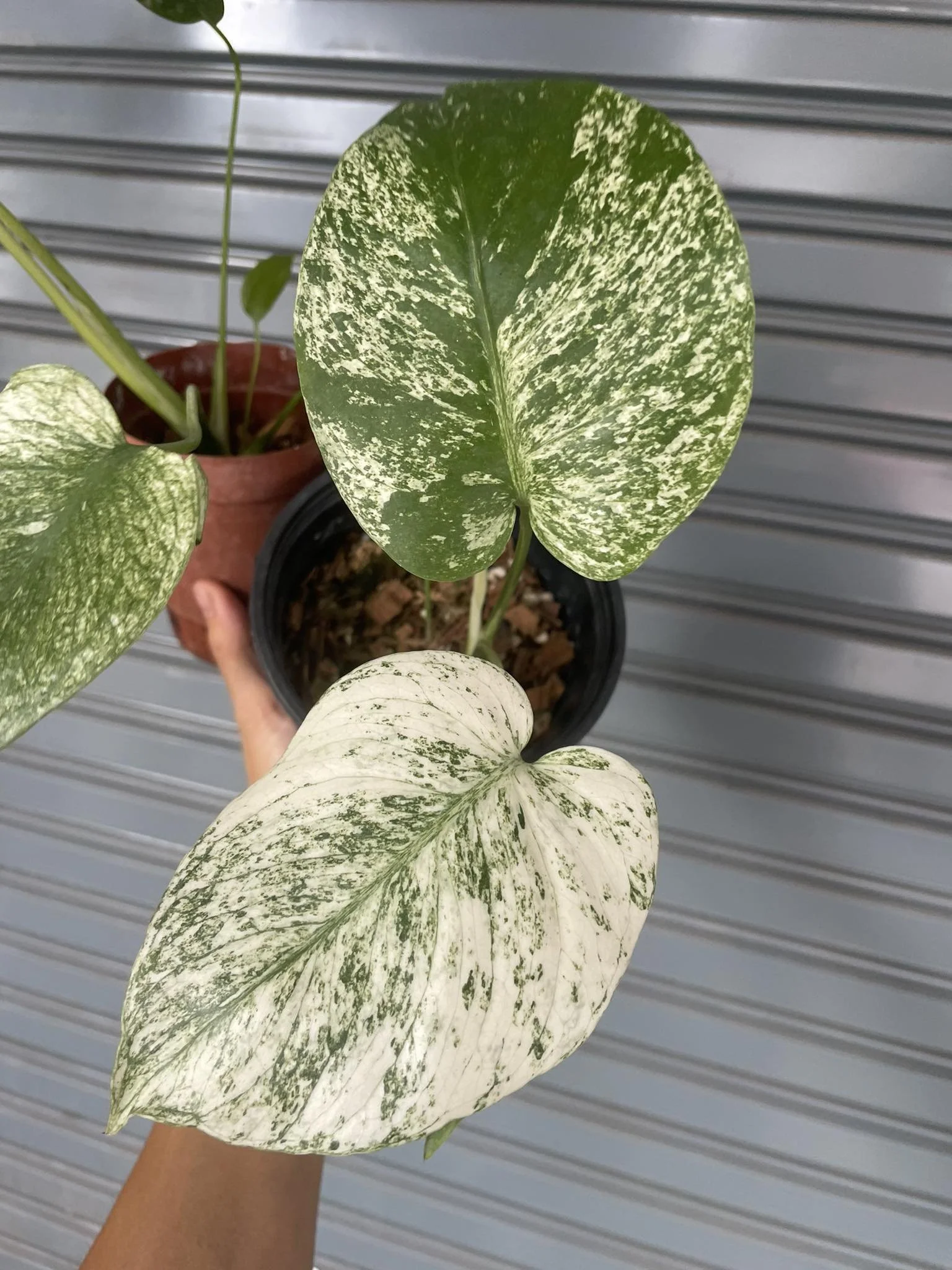 Monstera Deliciosa Green Monster “IKEDA” Monstera Deliciosa Green Monster “IKEDA”
