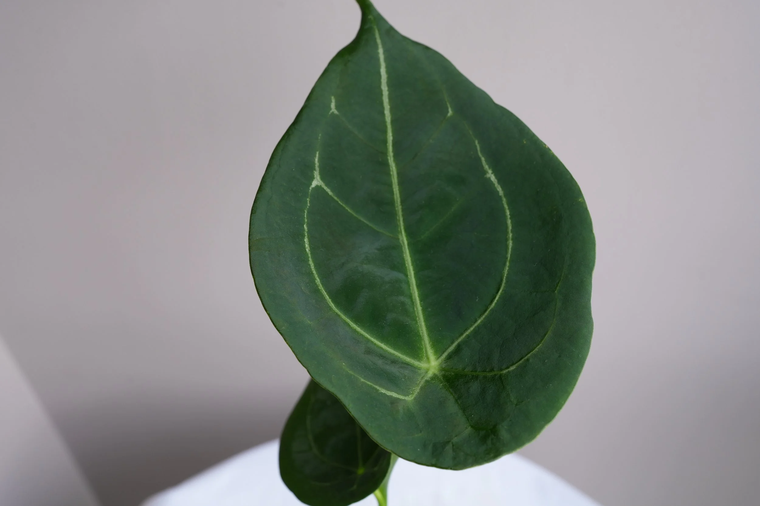 Anthurium forgetii x carlablackiae
