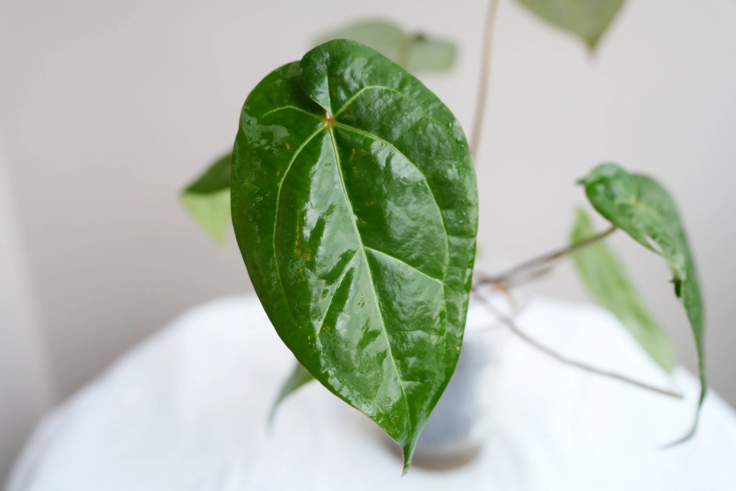 Anthurium AOS x carlablackiae