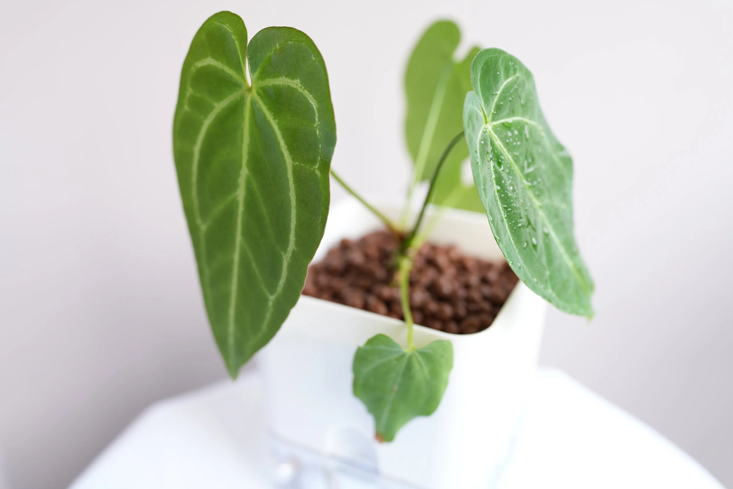 Anthurium crystallinum x AOS