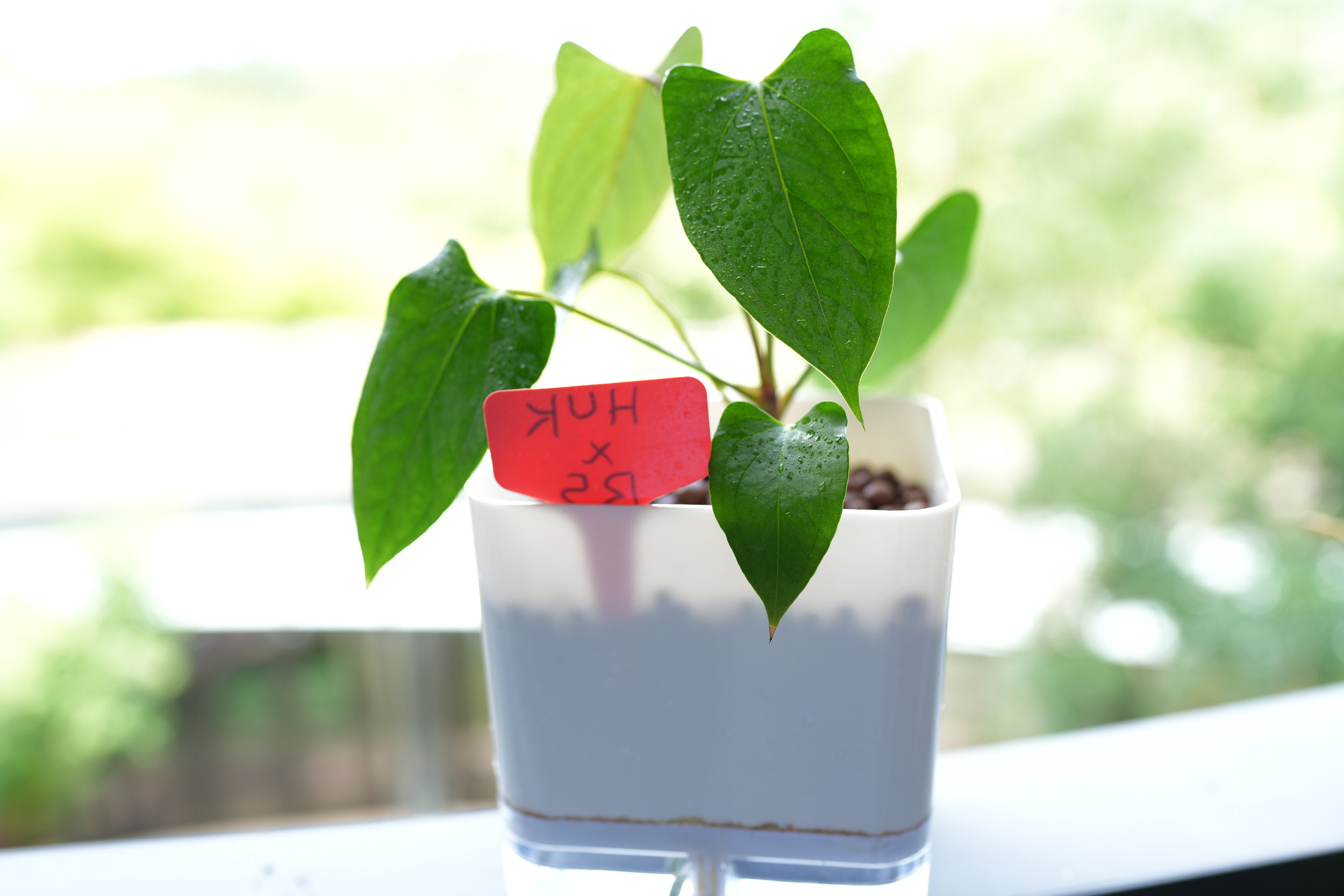 Anthurium Hulk x black sweet