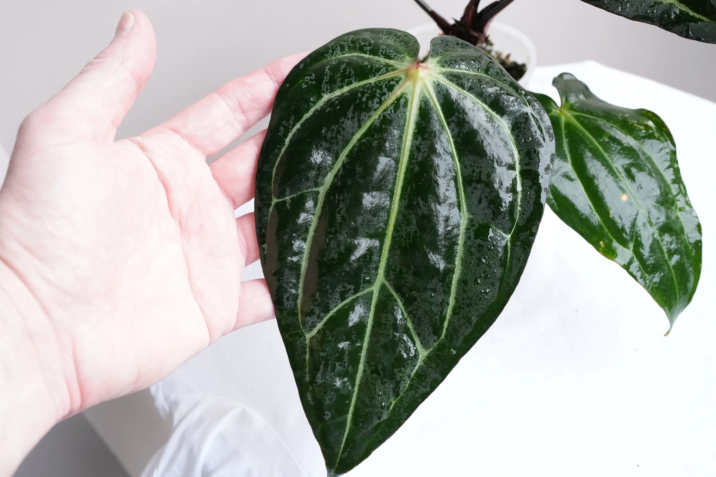 Anthurium carlablackiea (From David Fell)