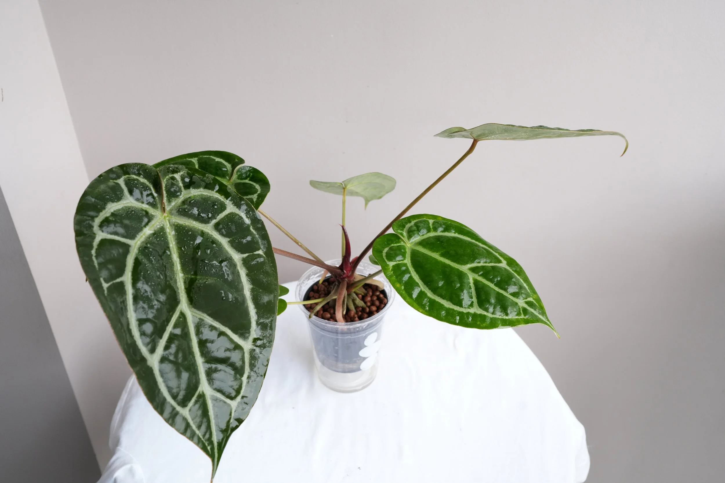 Anthurium kunayalense × A.zara Michelle 244863CE-6982-4B0E-A4CE