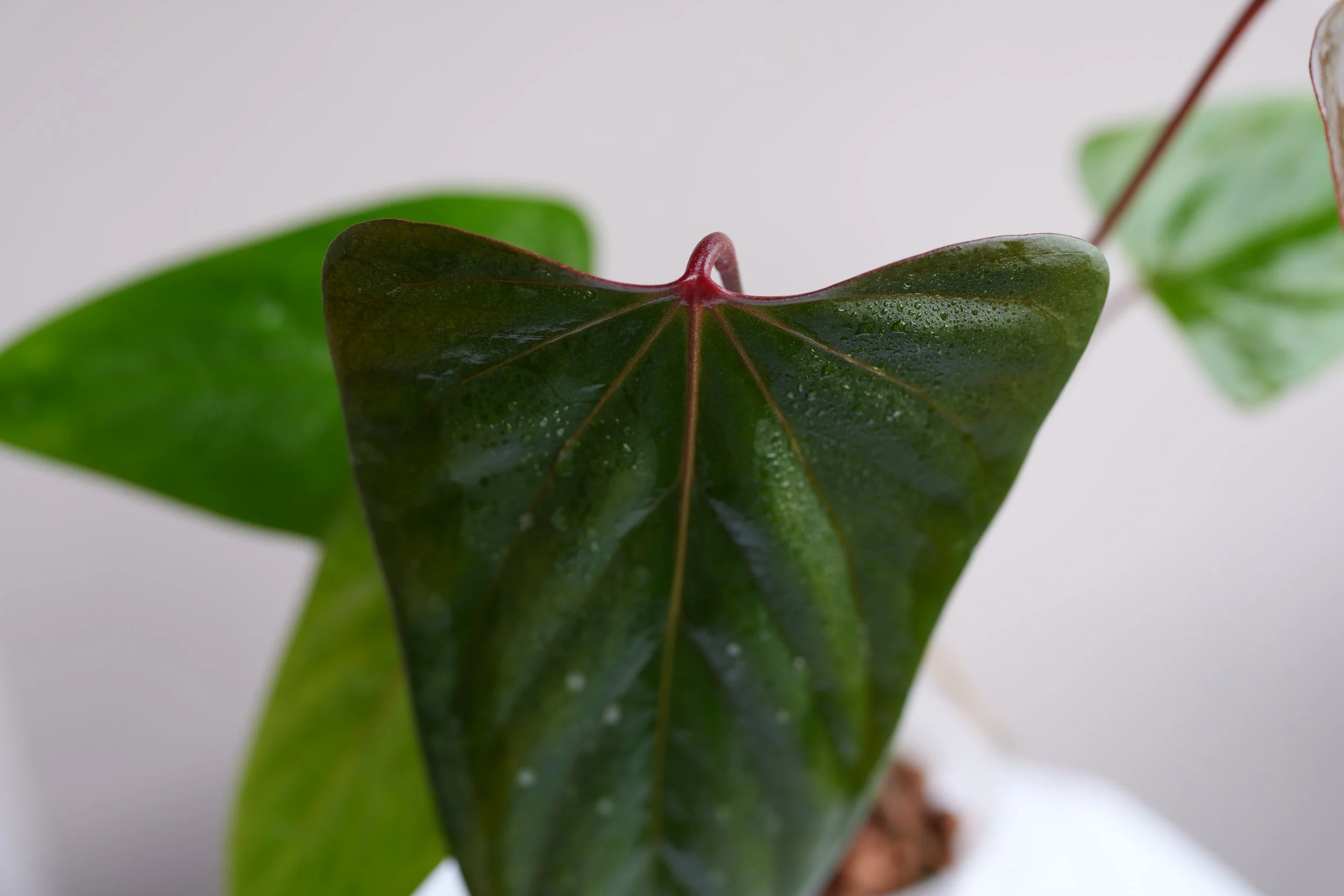 Anthurium portilliae x blue papillilaminum hybrid
