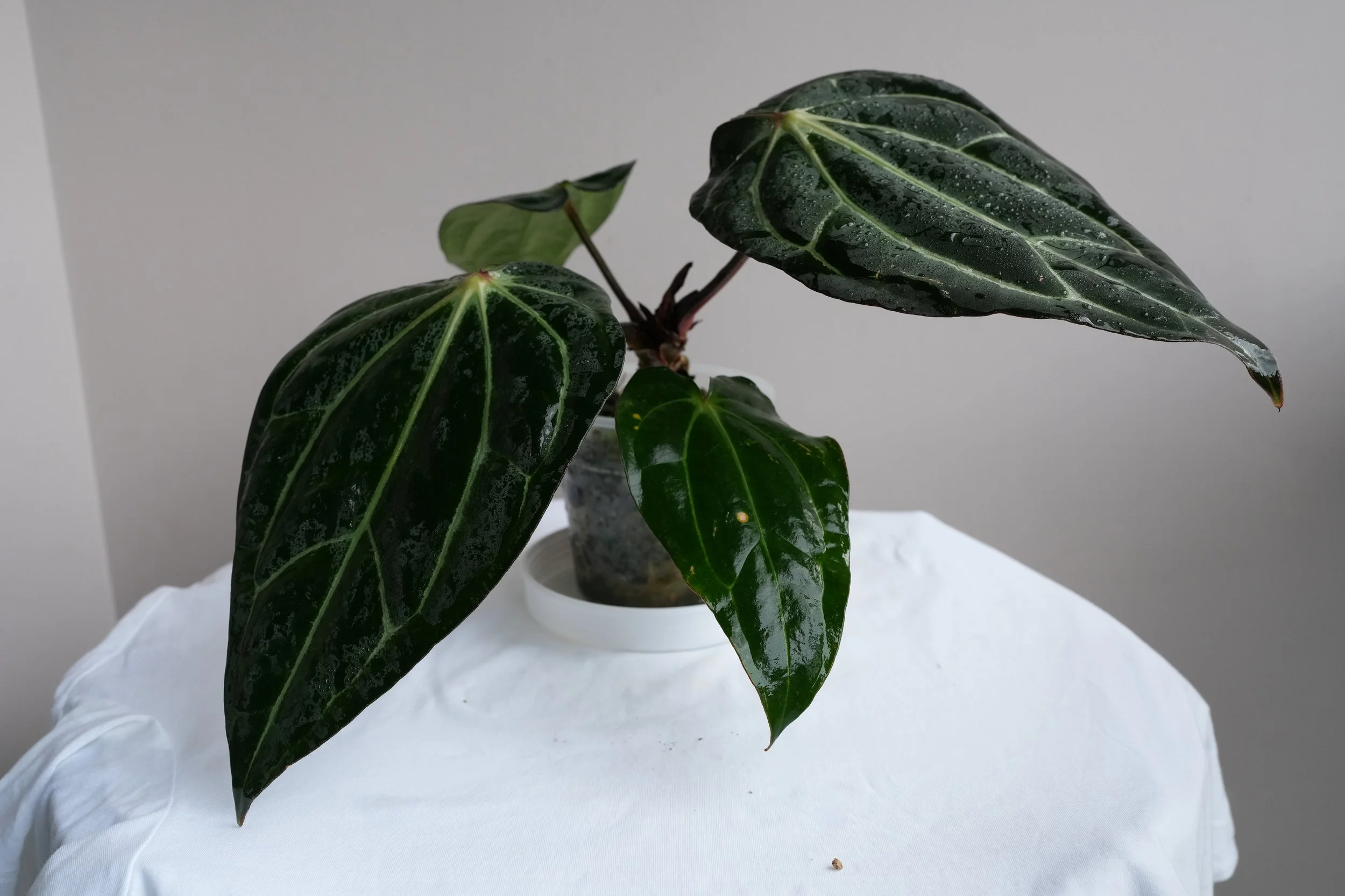 Anthurium carlablackiea (From David Fell) — Jungle Heaven