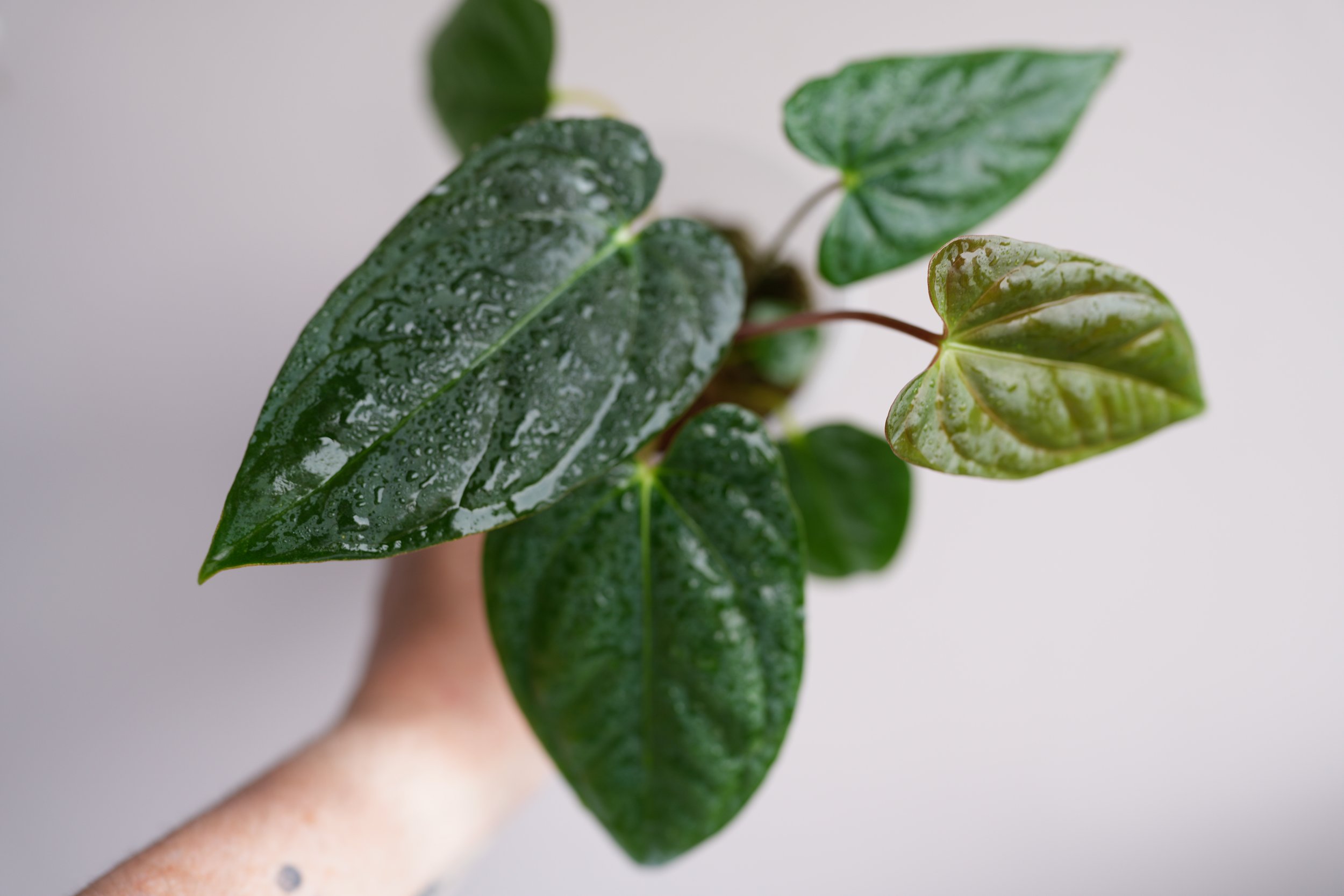 Anthurium darkest Panama