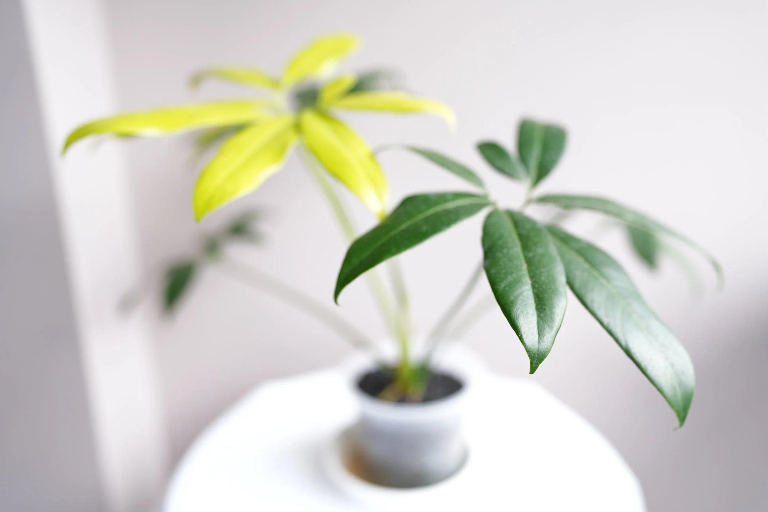 Thaumatophyllum spruceanum variegata