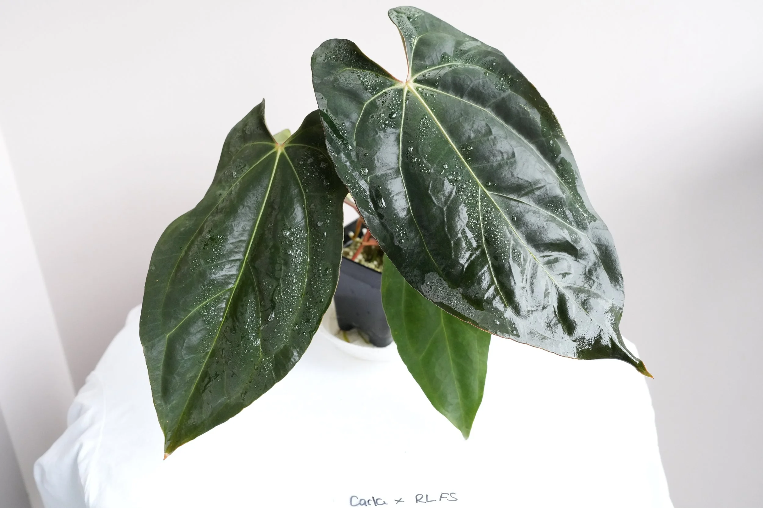 Anthurium carlablackiae x RLFS Hybrid