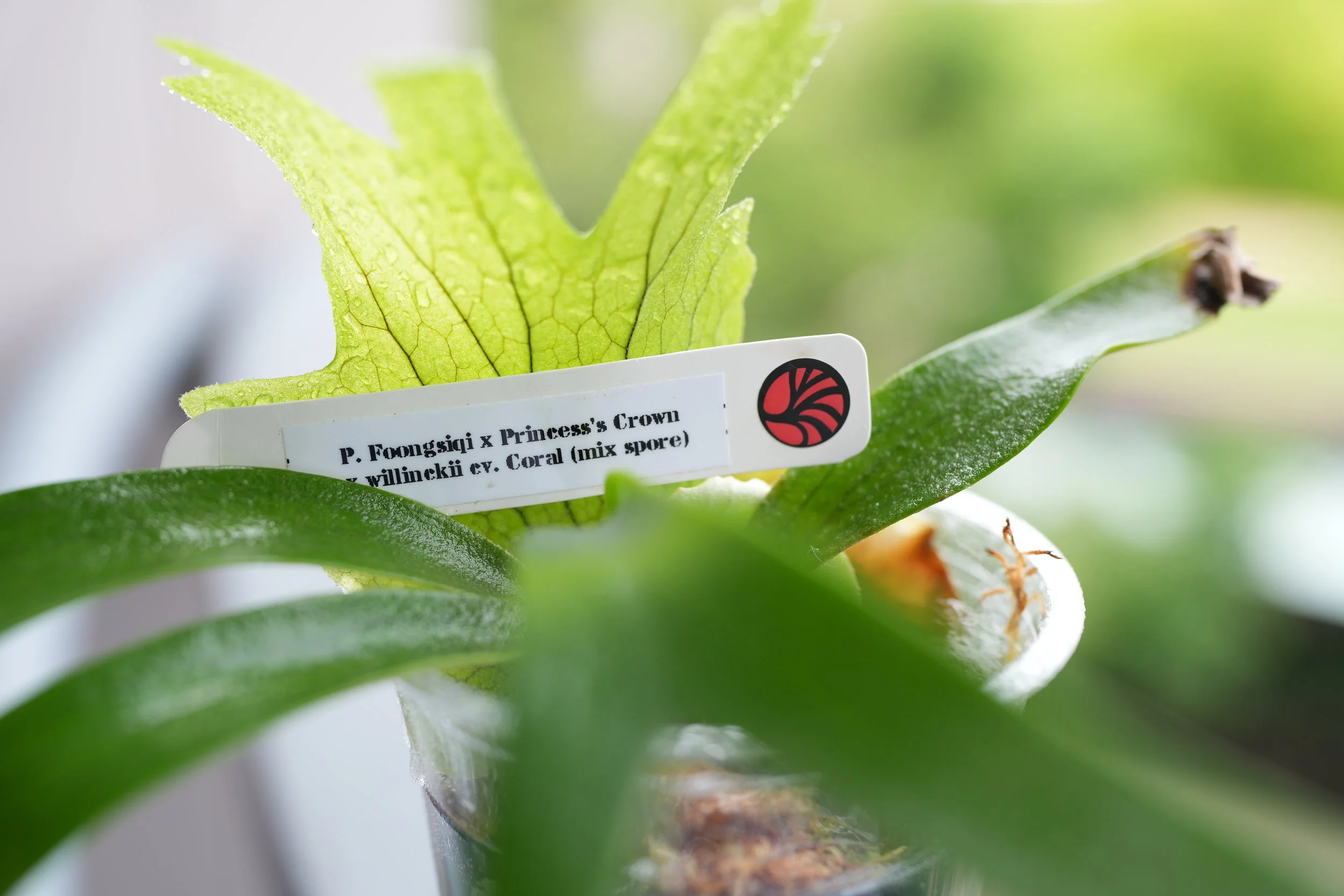 Platycerium foongsiqi x princess crown x willinckii cv coral (mix spore)