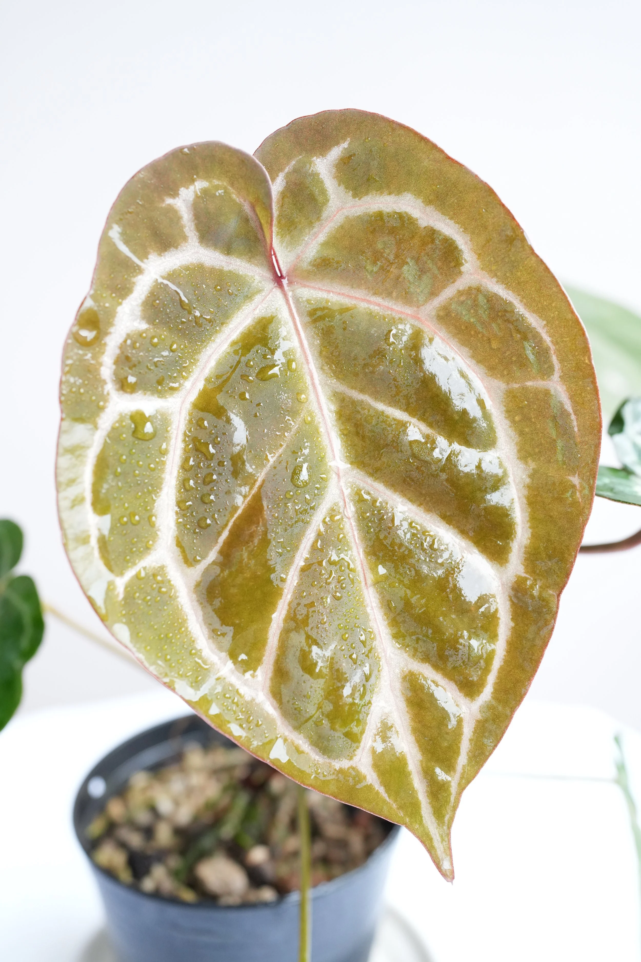 Anthurium red crystallinum x dressleri hybrid