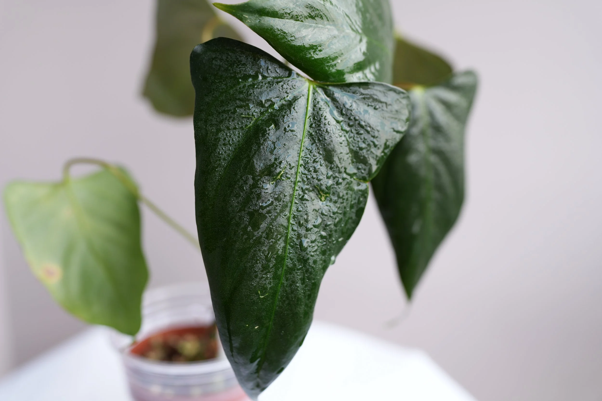 Anthurium black sweet