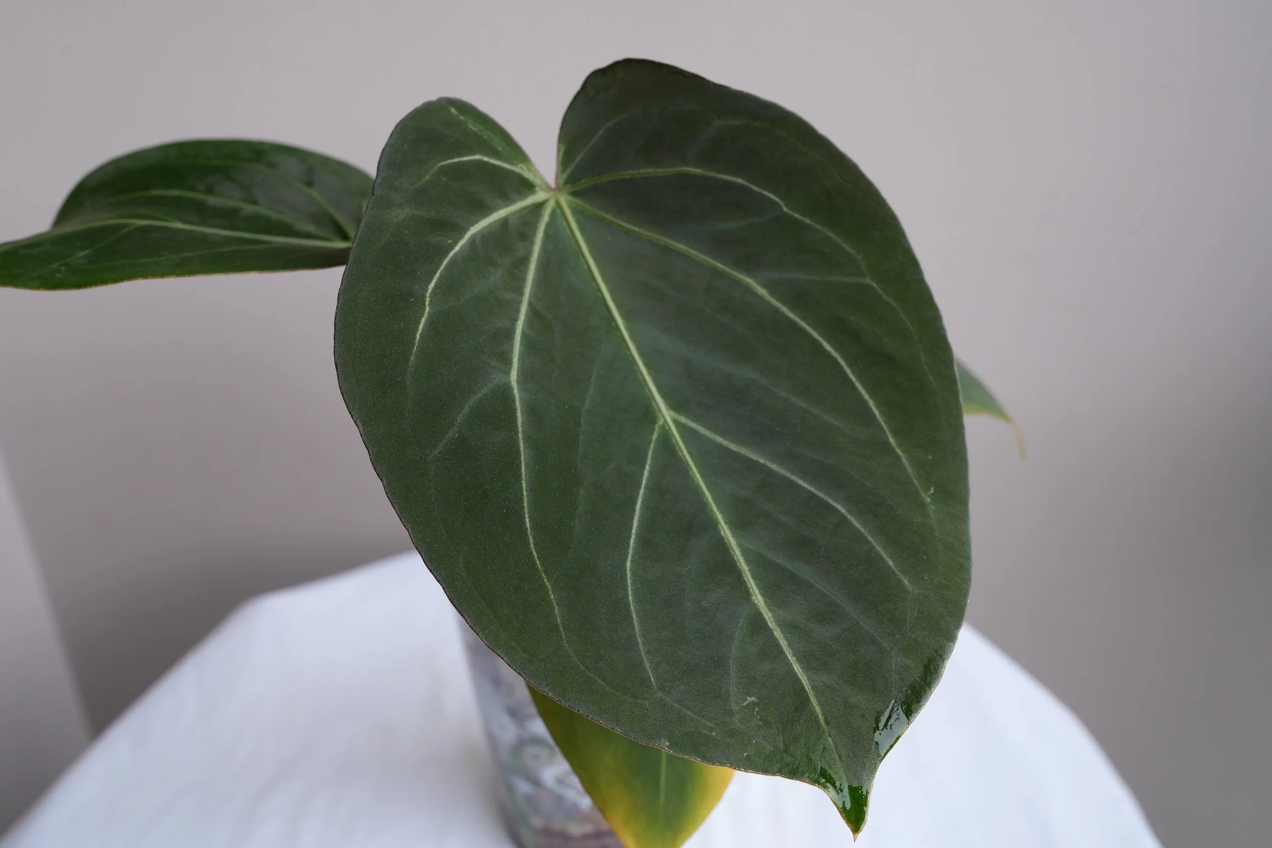 Anthurium king of spades (Large)