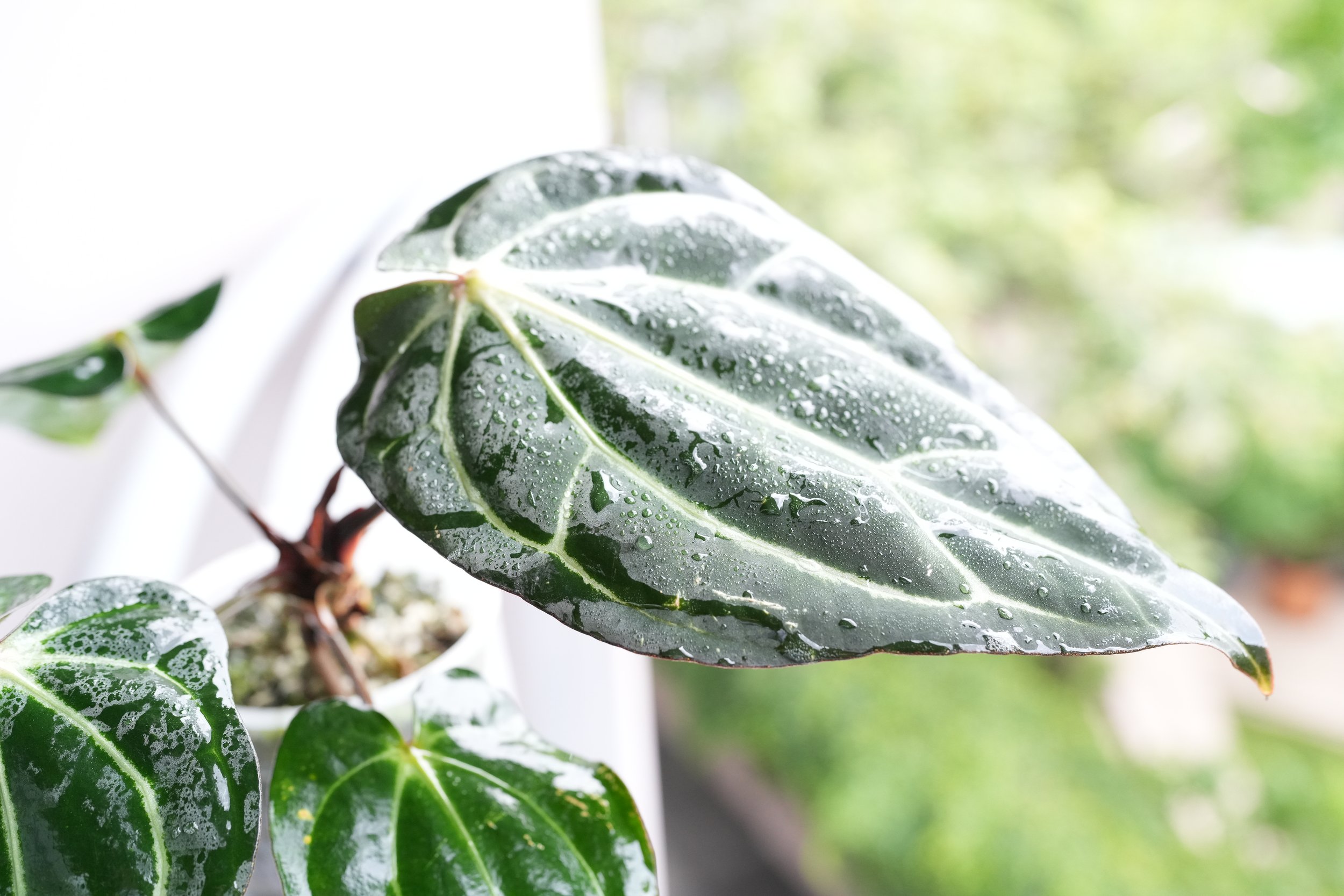 Anthurium carlablackiea (From David Fell) — Jungle Heaven