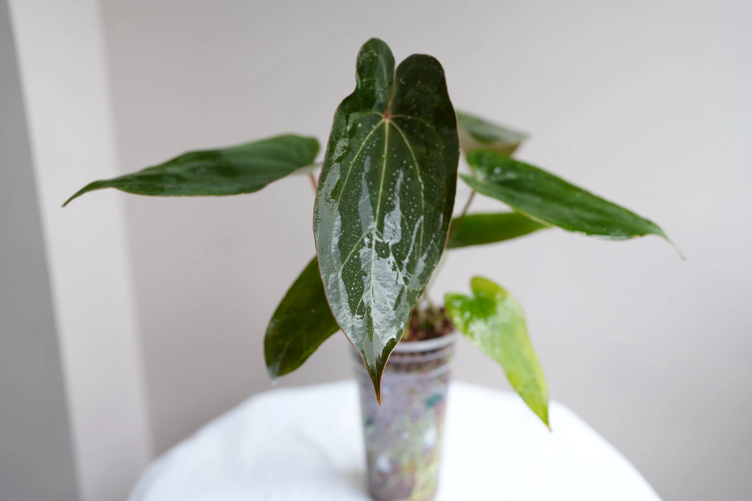 Anthurium Red spider (large plant #1)