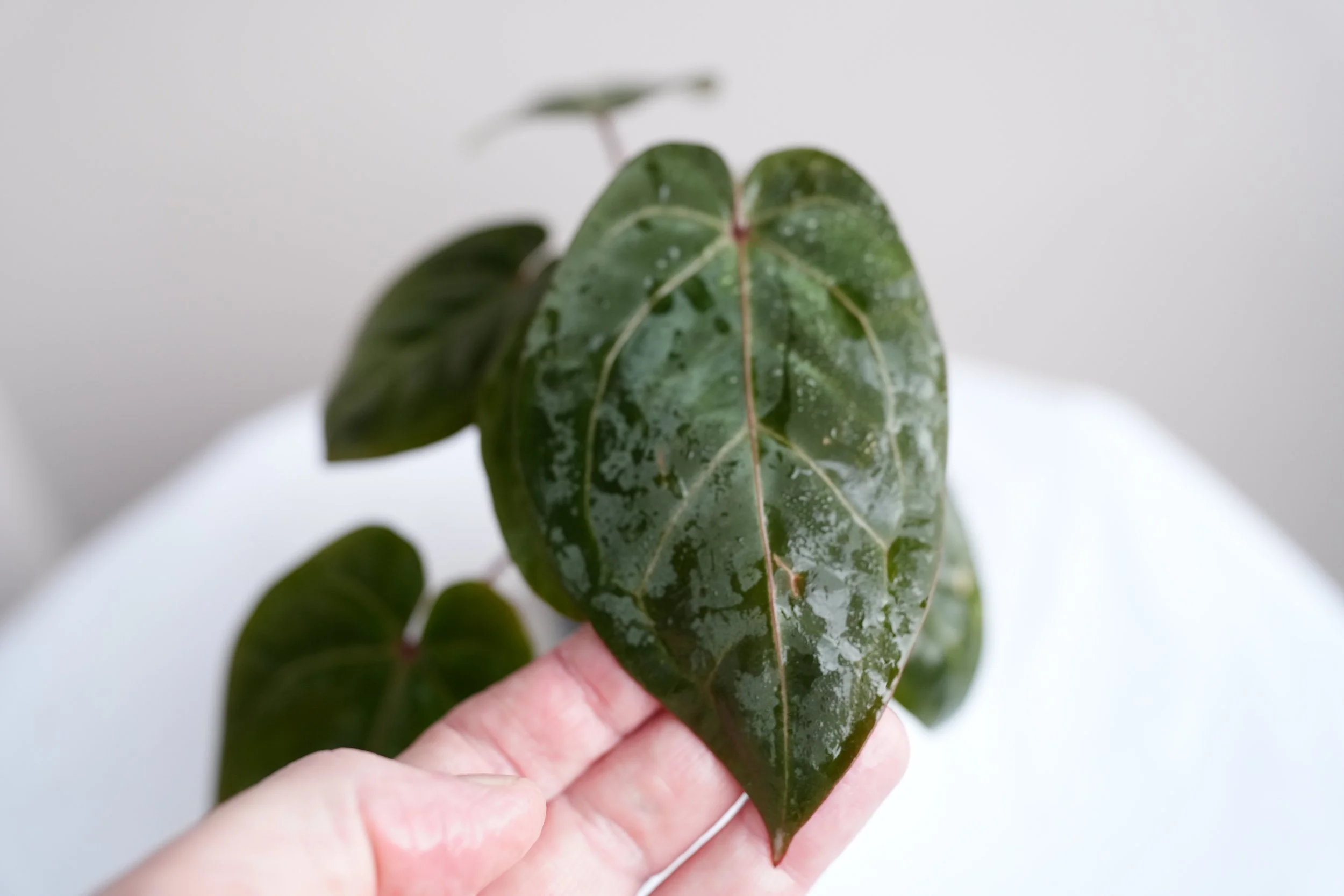 Anthurium bloodmoon x red crystallinum hybrid