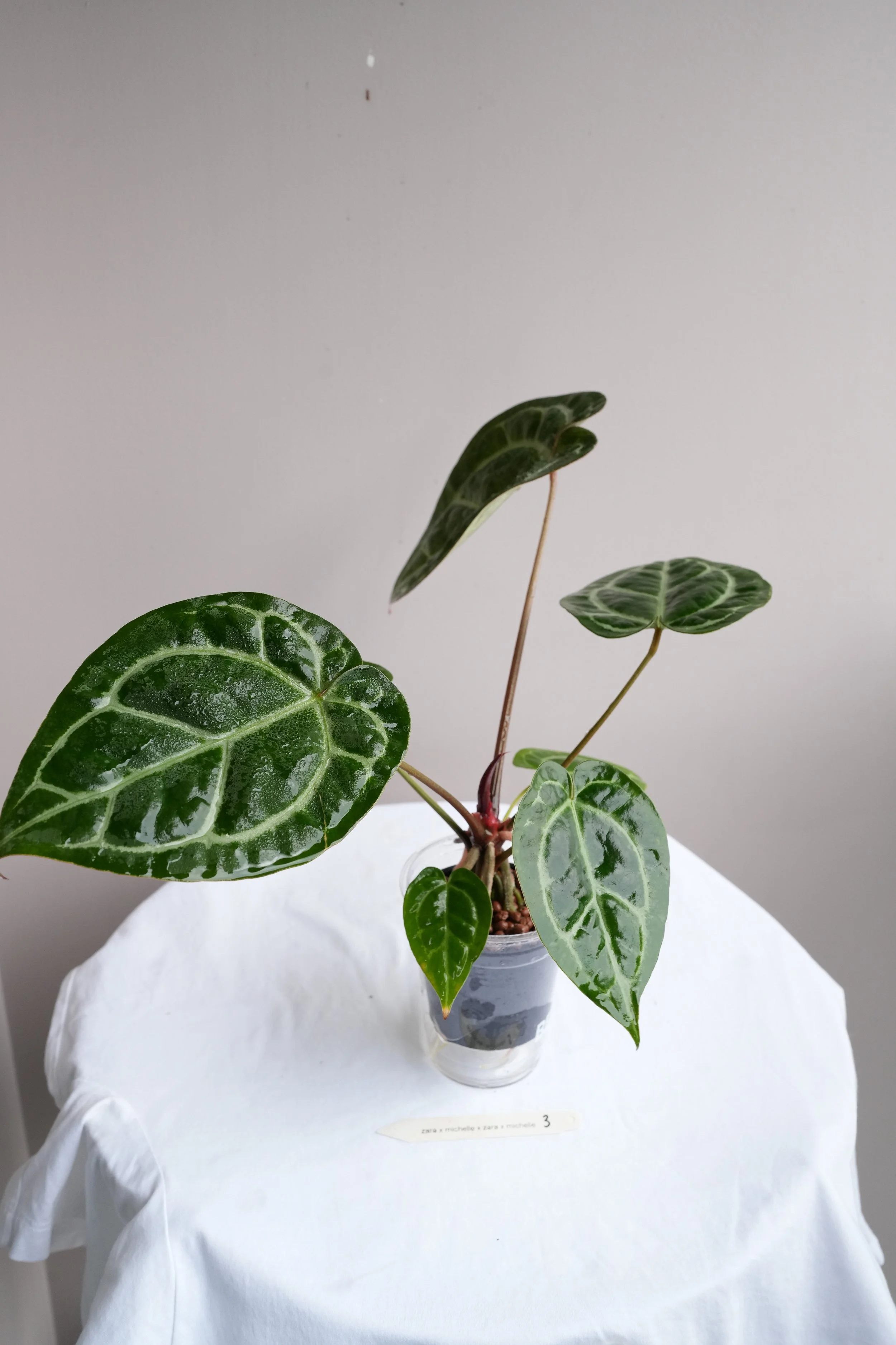 Anthurium (Zara X Michelle) X (Zara X Michelle) — Jungle Heaven