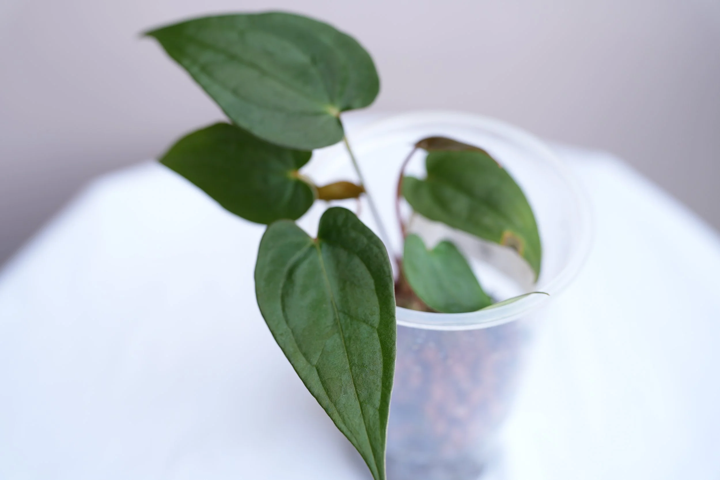 Anthurium Red spider (juvenile plant #1)