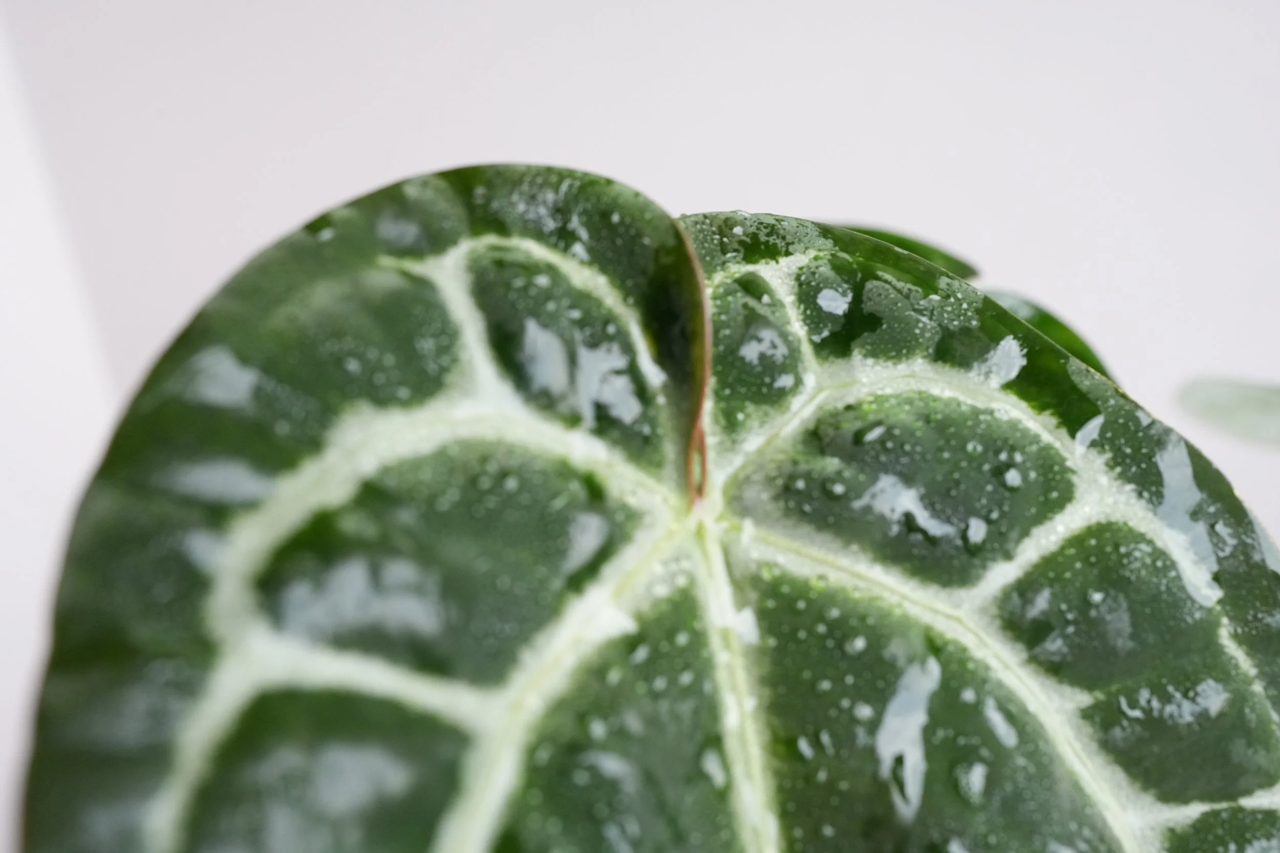 Anthurium (Zara X Michelle) X (Zara X Michelle) — Jungle Heaven