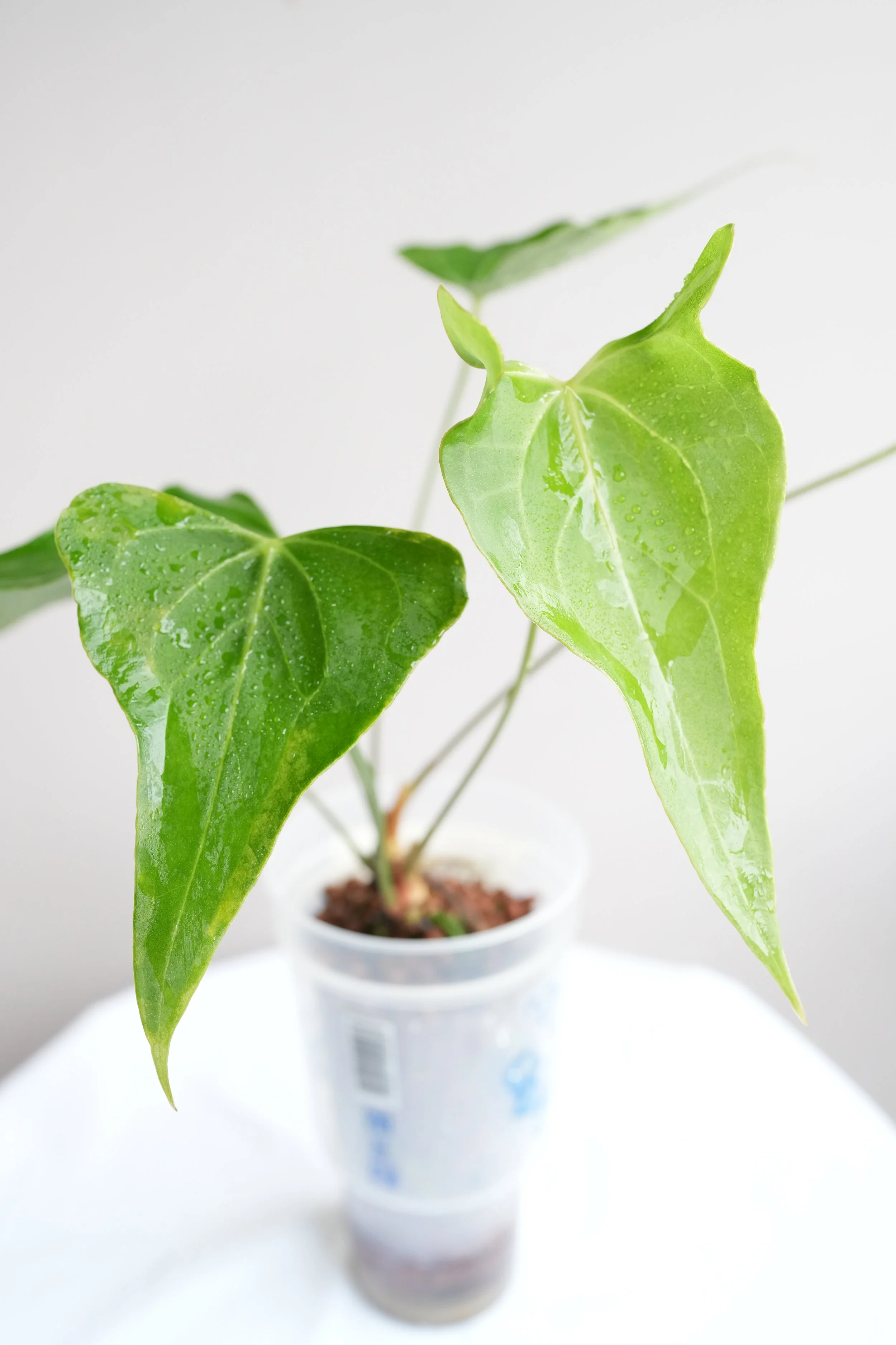 Anthurium Luna Moth (THE ONLY PLANT AVAILABLE)
