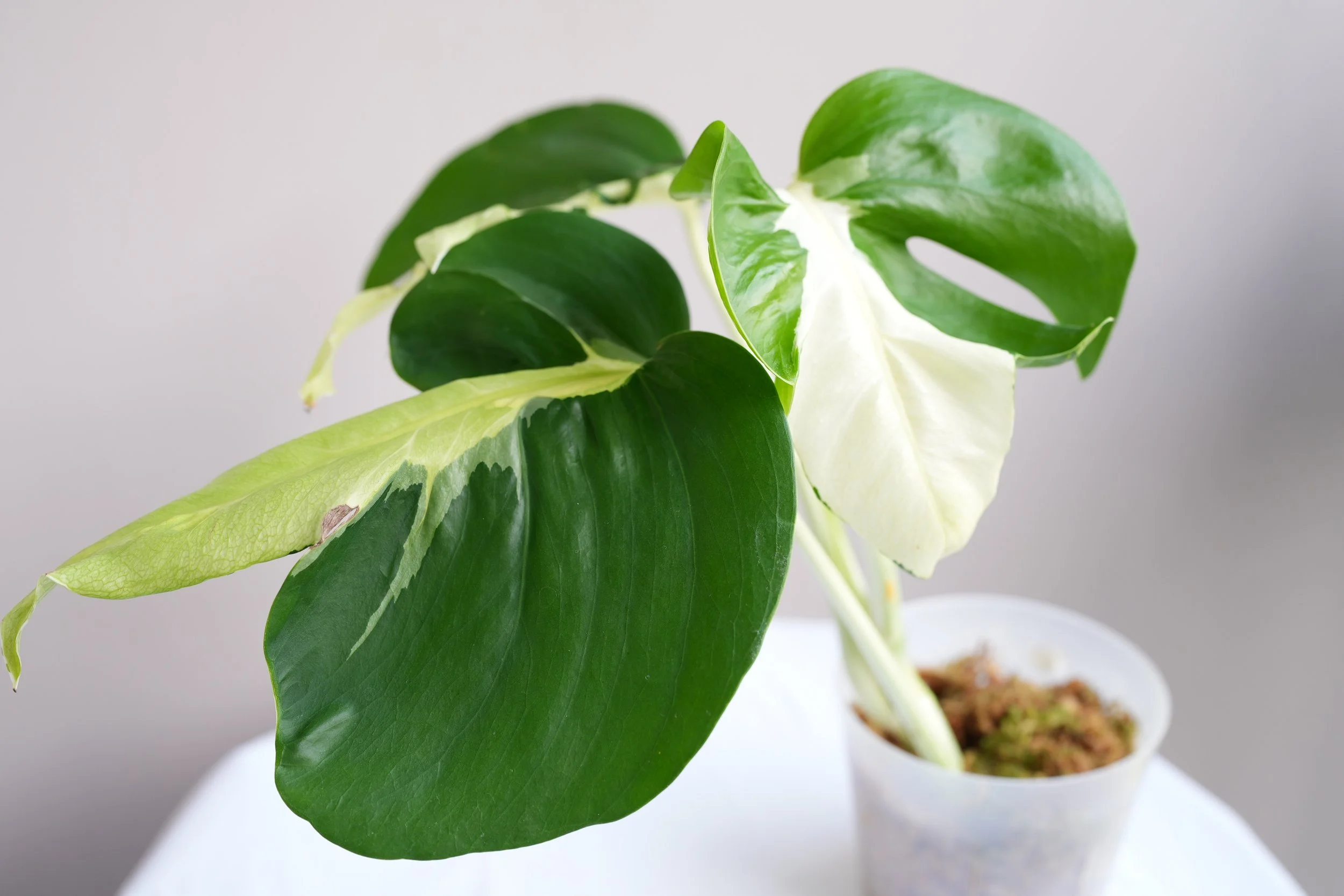 希少」モンステラ ホワイトラヴァMonstera White Lava 大株 超希少