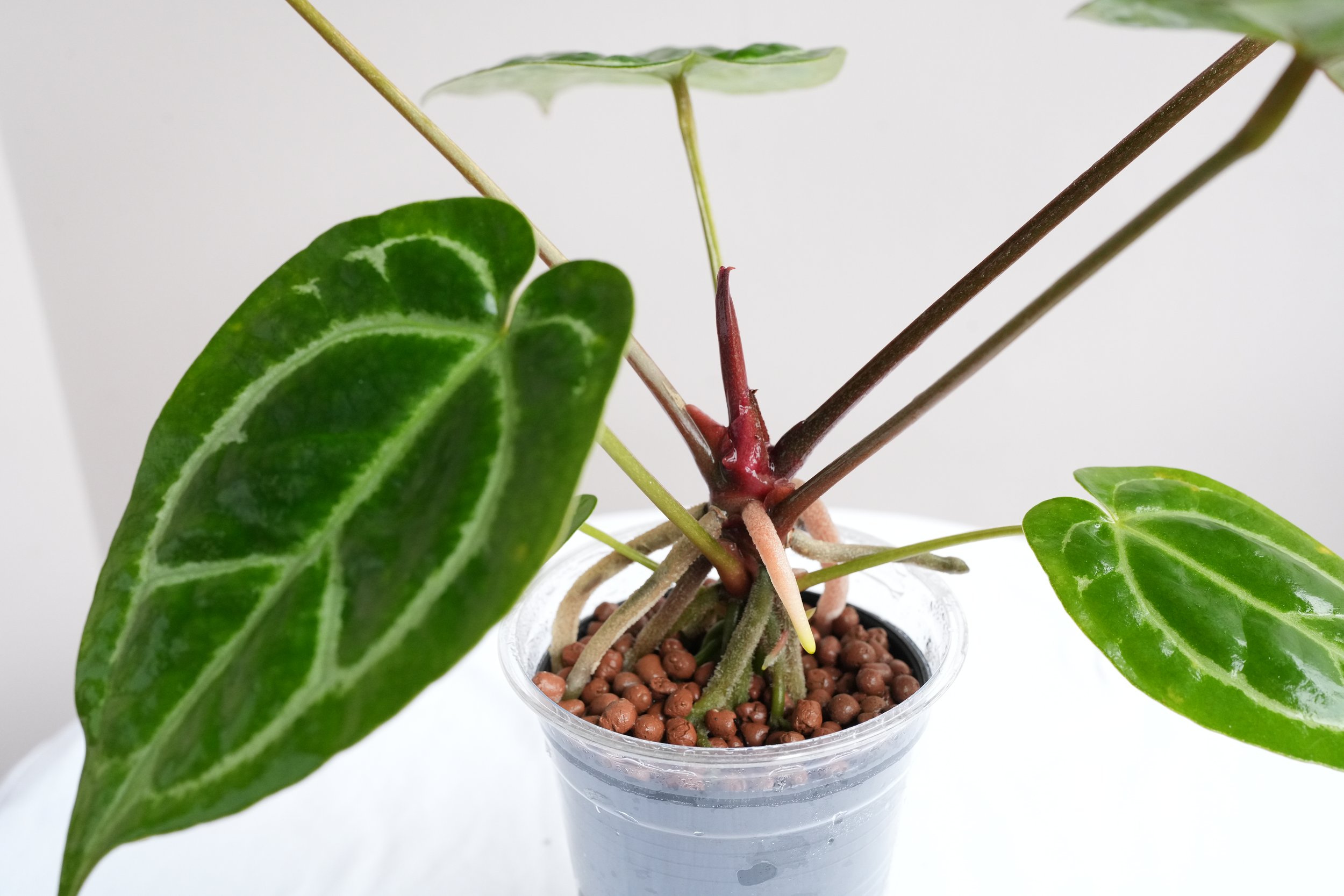 Anthurium (Zara X Michelle) X (Zara X Michelle) — Jungle Heaven