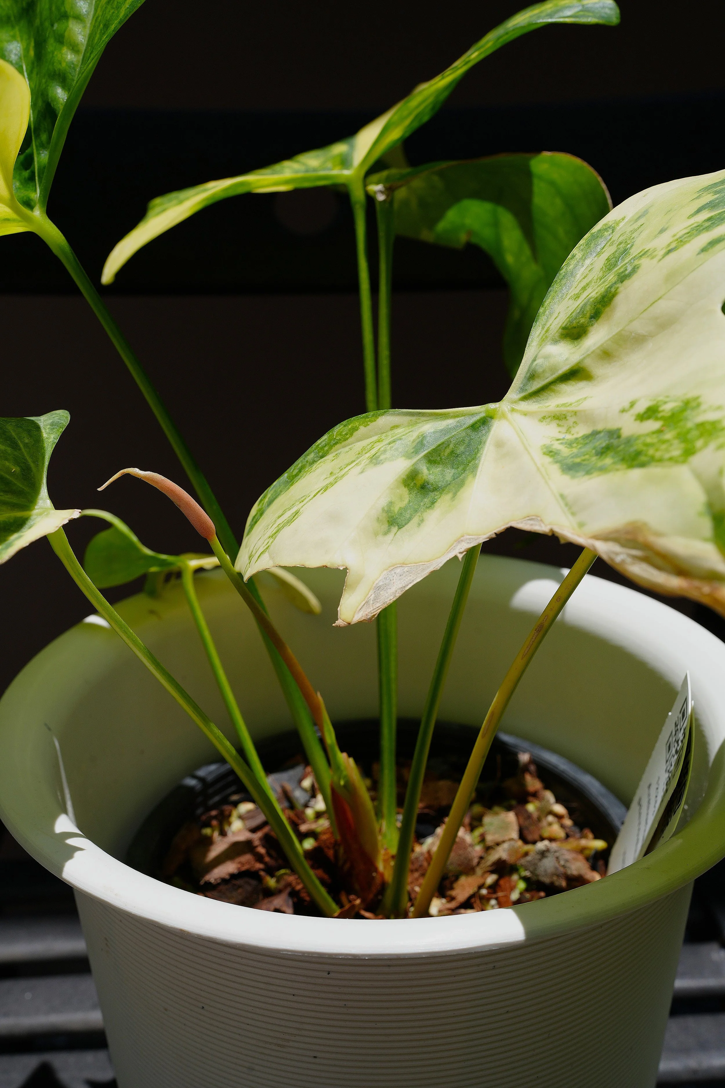 Anthurium pterodactyl variegata — Jungle Heaven