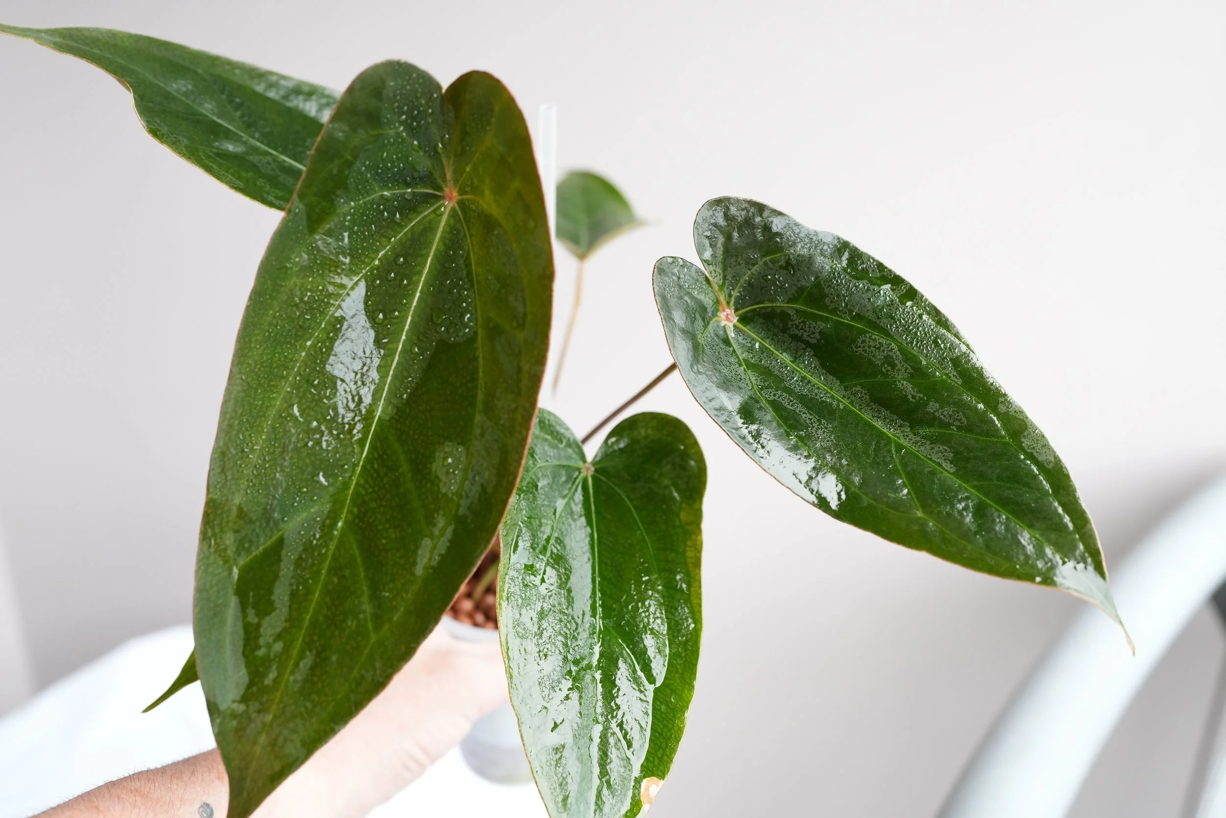 Anthurium Red spider (large plant #2)