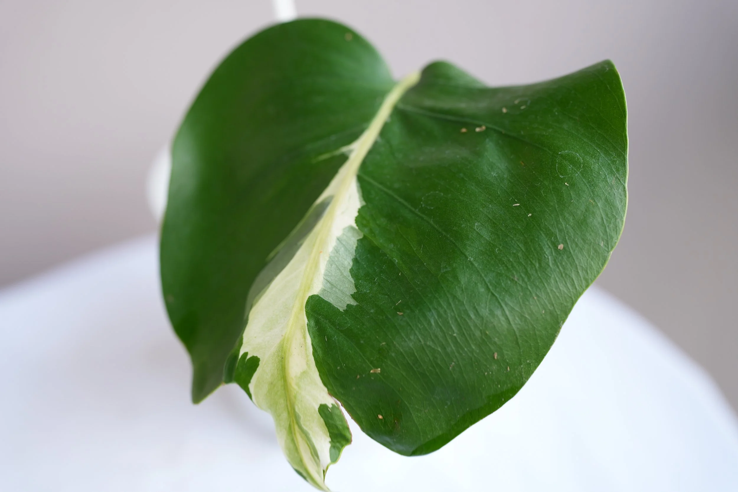 Monstera White Lava Stem cutting #1