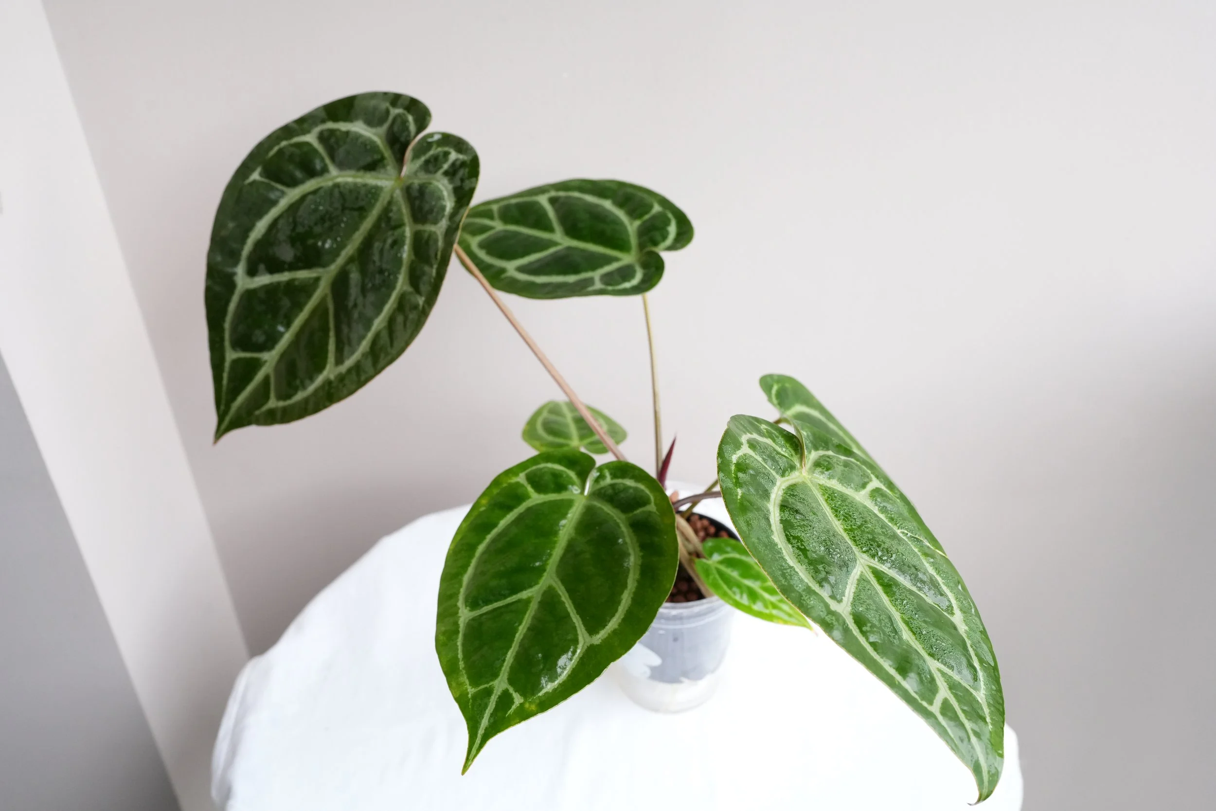 Anthurium kunayalense × A.zara Michelle Anthurium (Zara X Michelle