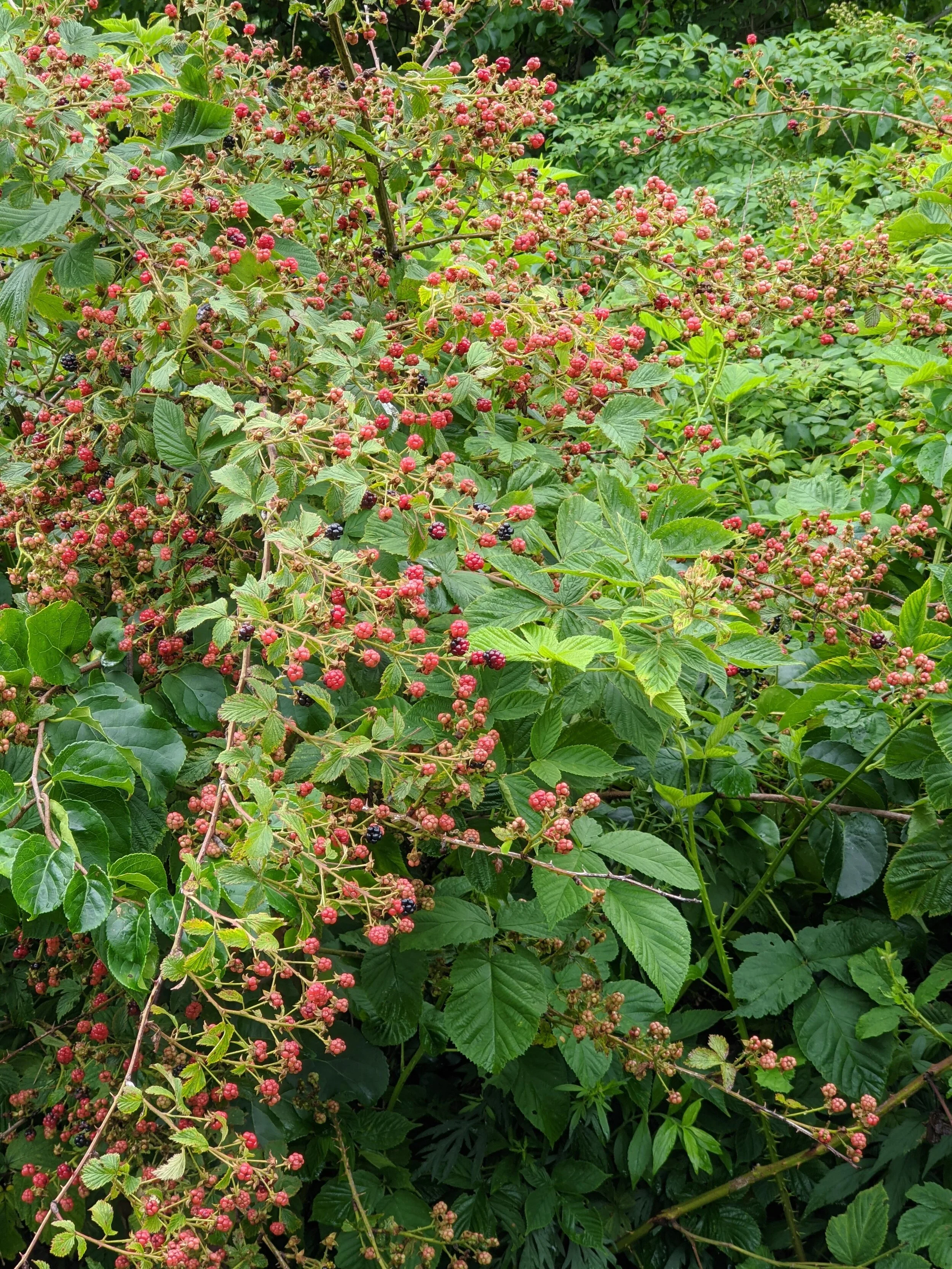 Food for the Soul | August 5th, 2020