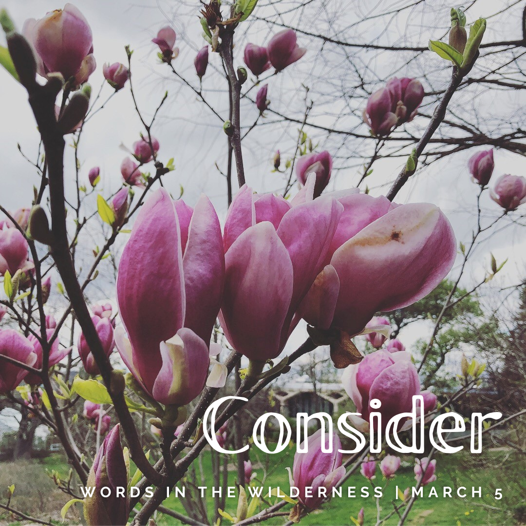 "Consider" | Reflection by Katharine Luce