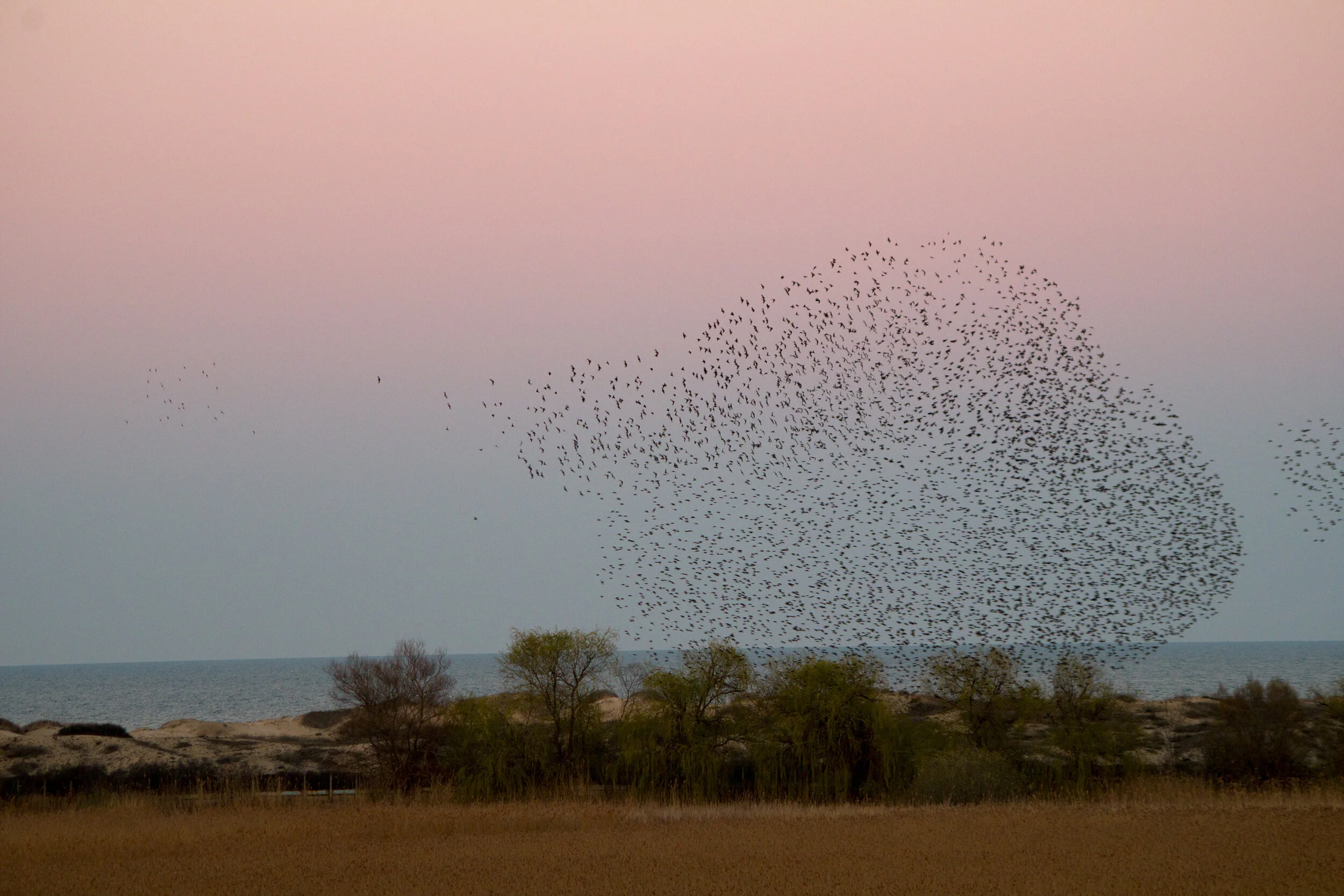 Starling_murmuration_Primorsko3_—_копия.jpg