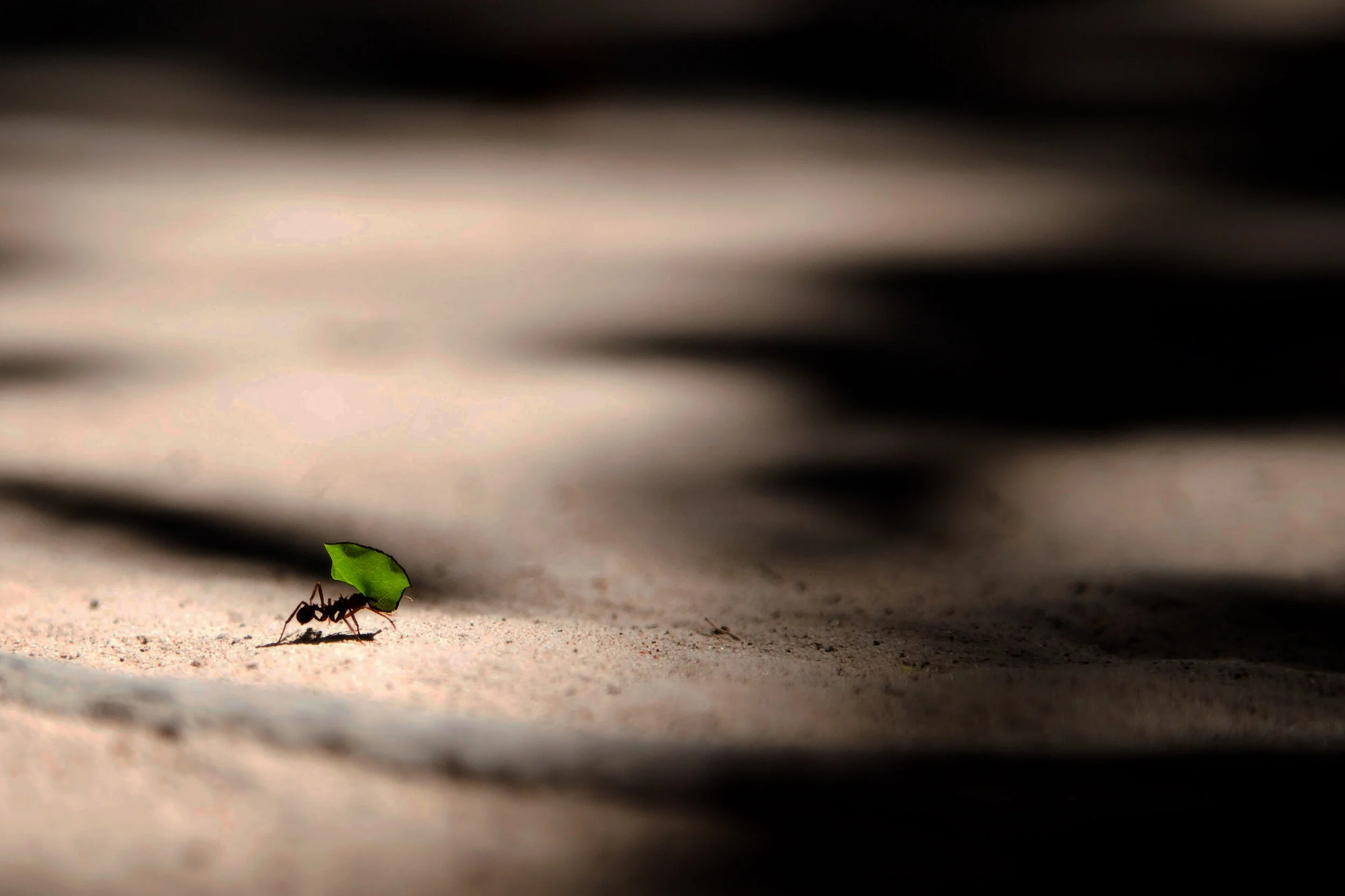 vlad-tchompalov-dQkXoqQLn40-unsplash copy.jpg