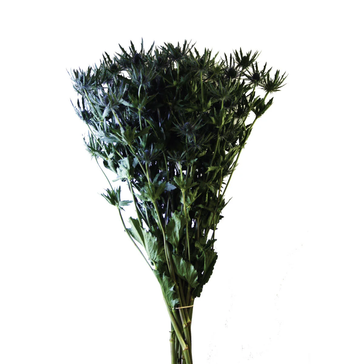 Eryngium — MuchFlowers