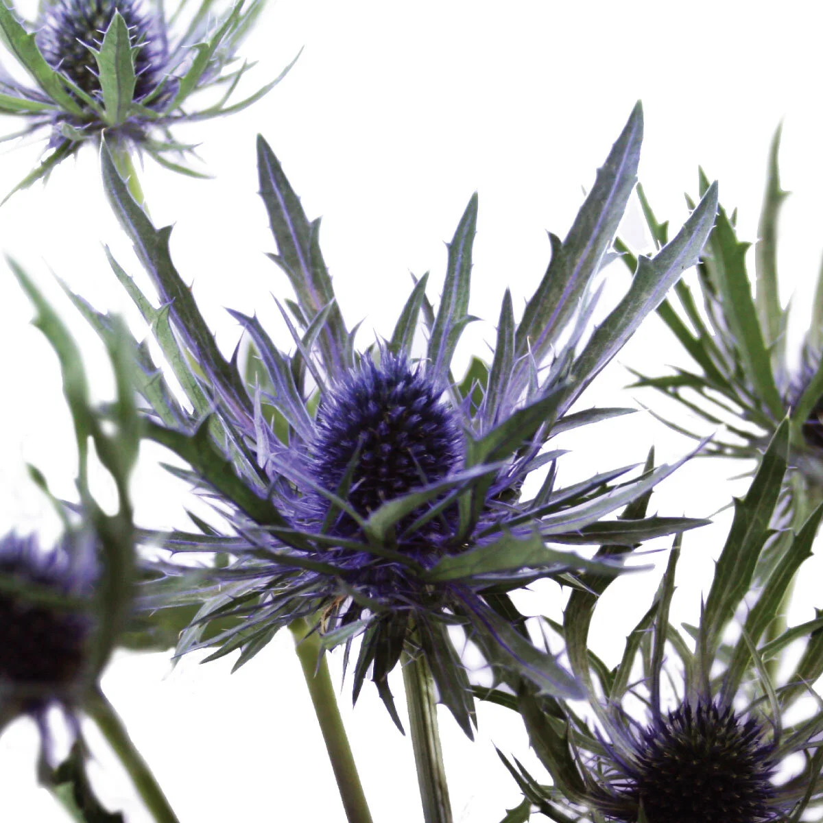 Eryngium — MuchFlowers