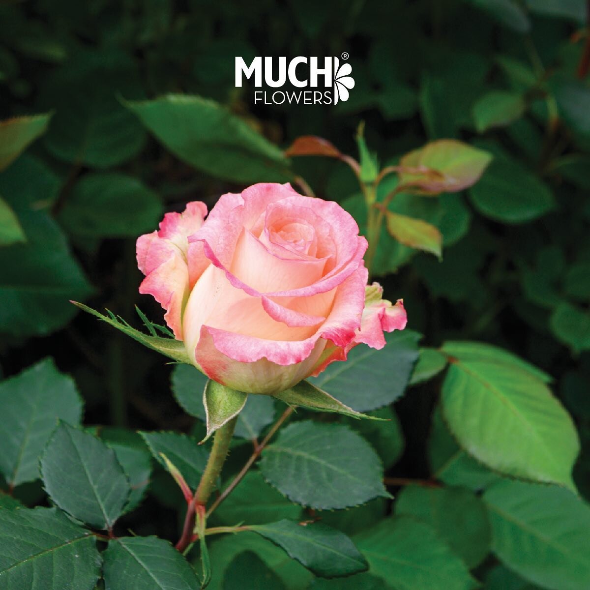 We dedicate our time to each flower blooming in our farms. Discover our wide selection of flowers visiting our website.
#muchflowers #muchbetter #topqualityflowers #flowerpower #bloominghope #muchteam #muchforall #fairtradecertified #rainforestallian