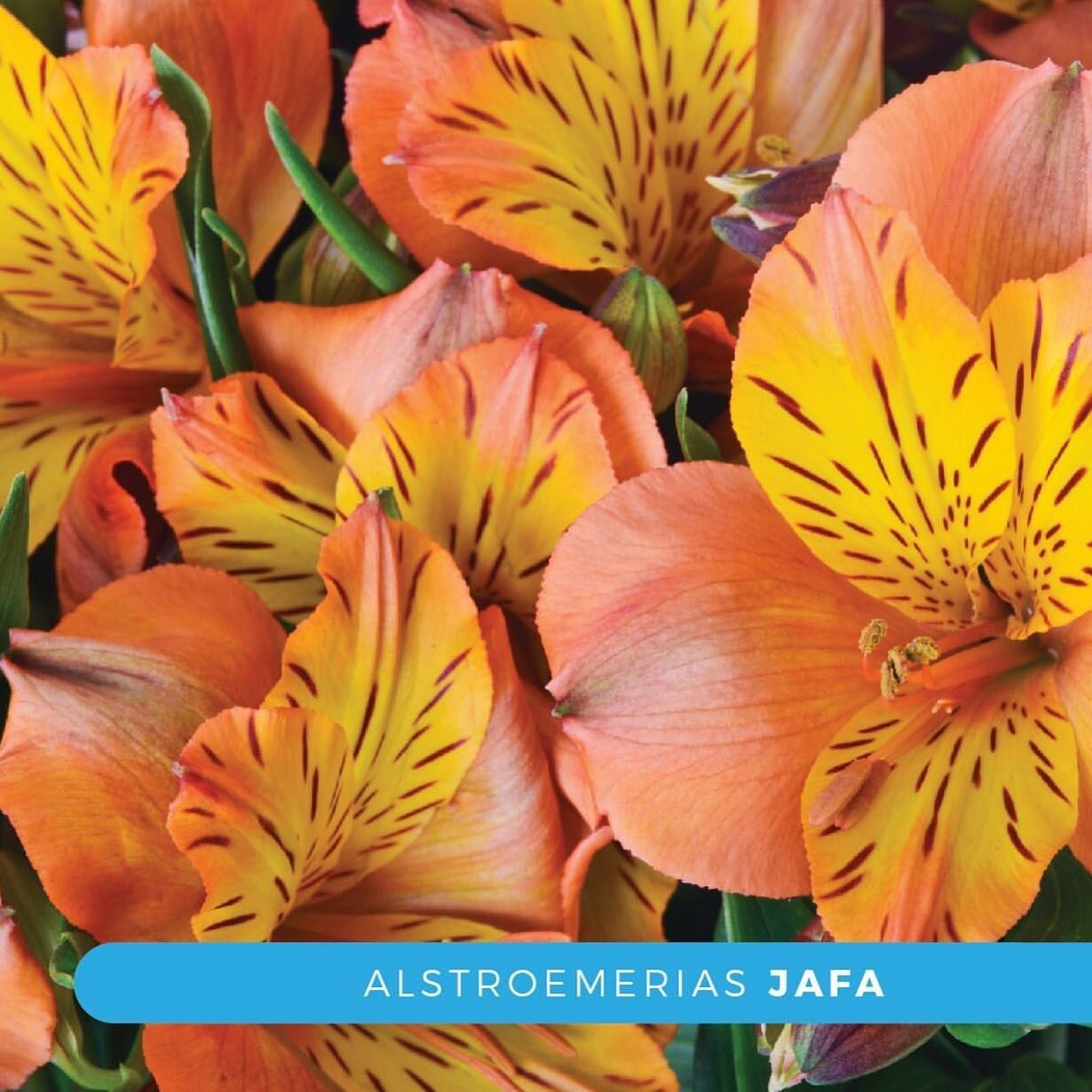 Beautiful Jafa Alstroemerias blooming in our farms. Discover our wide selection of Alstroemerias in our website, link in bio.
&bull;
&bull;
&bull;
#alstroemerias #muchbetter #topqualityflowers #flowerpower
#bloominghope #muchteam #muchforall #fairtra