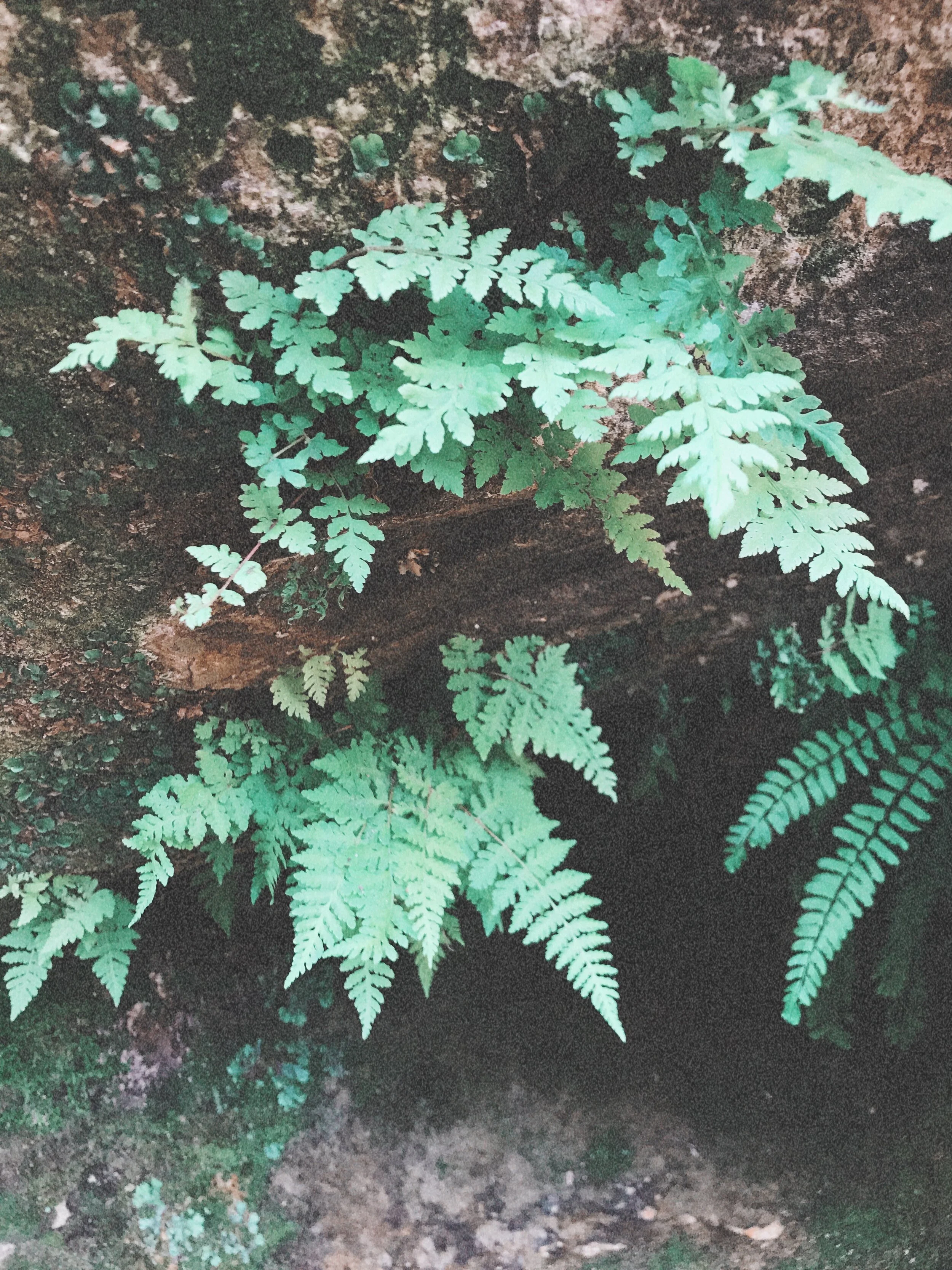 AfterlightImage 22.JPG