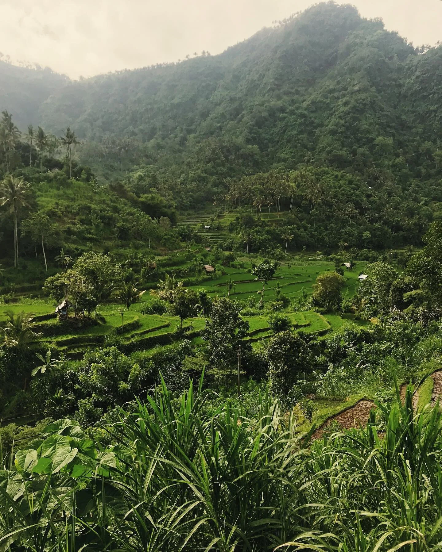 I always revisit this quick snap taken from my motorbike in 2019. It warms my heart and I can hear Indonesia  calling my name. 🌿✨
#TracingThought 
#Indonesia #Bali #Borneo #rainyseason #ricefields #iphone #iphonesnap #motorbikedrives