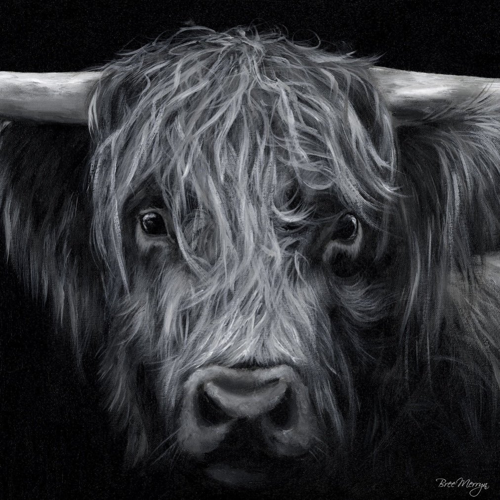 Hector Highland Cow Art