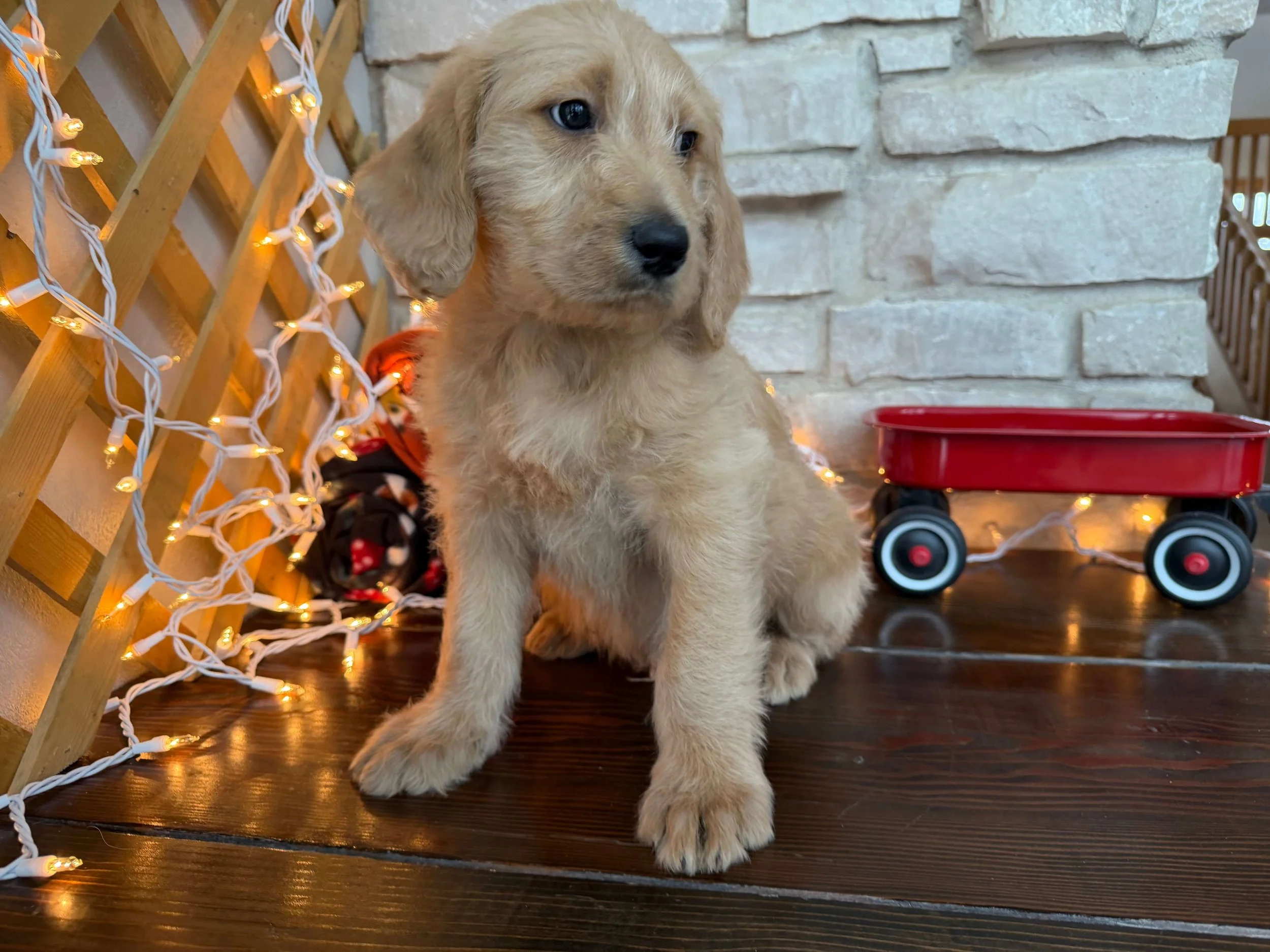 Santa’s Little Helper 14.jpeg