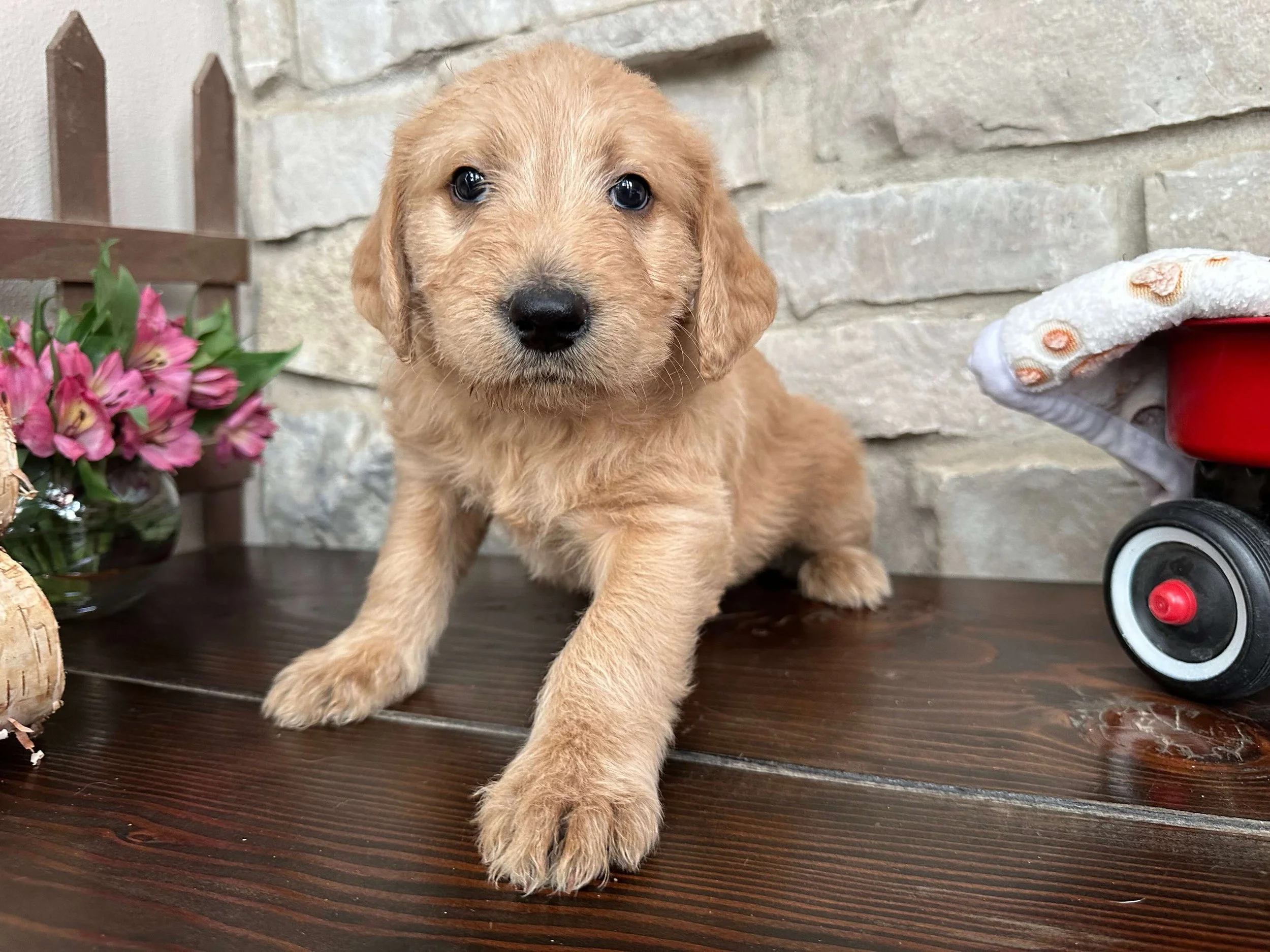 Santa’s Little Helper 10.jpg