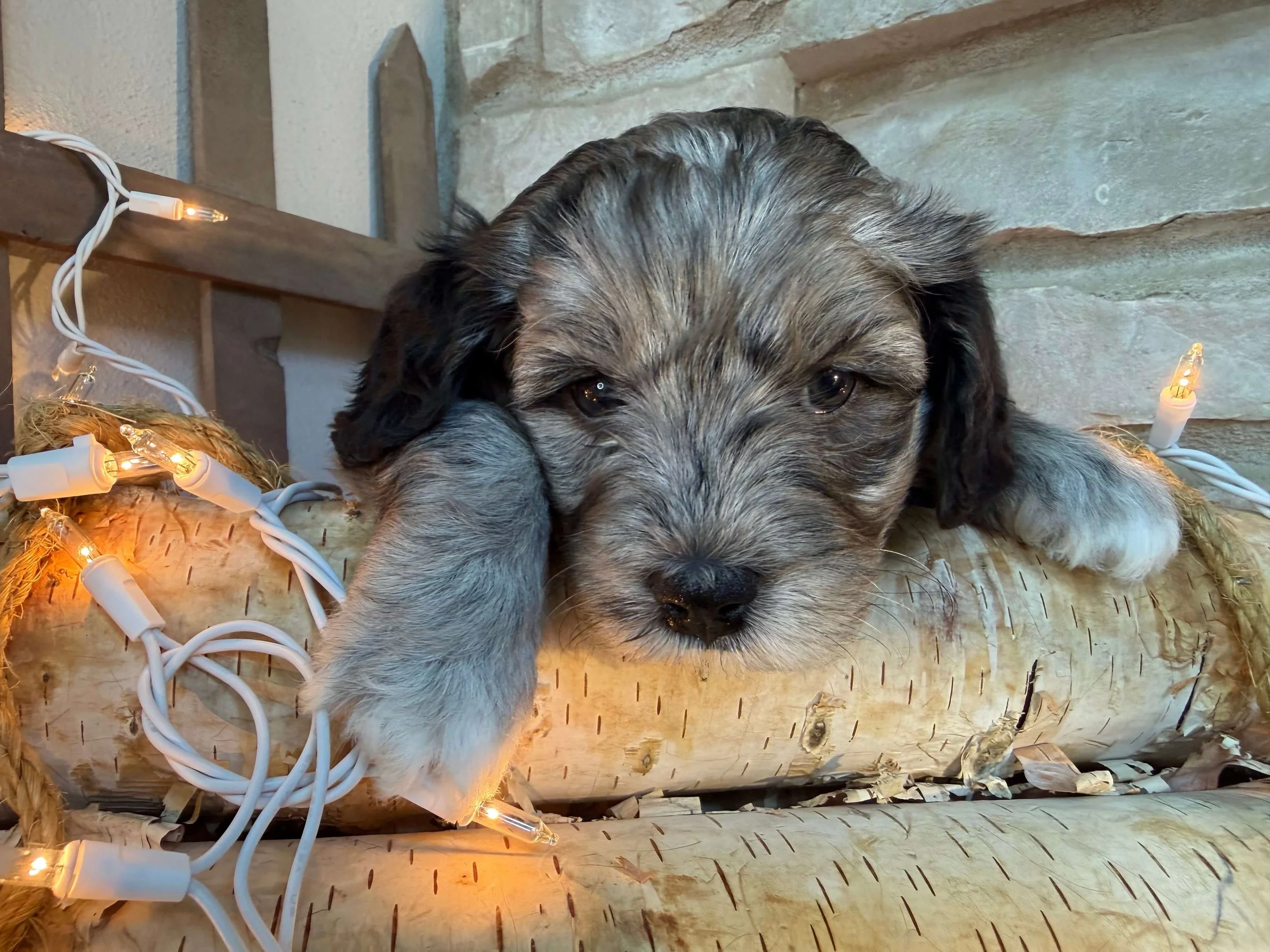 Pinot (McNamara Family)
