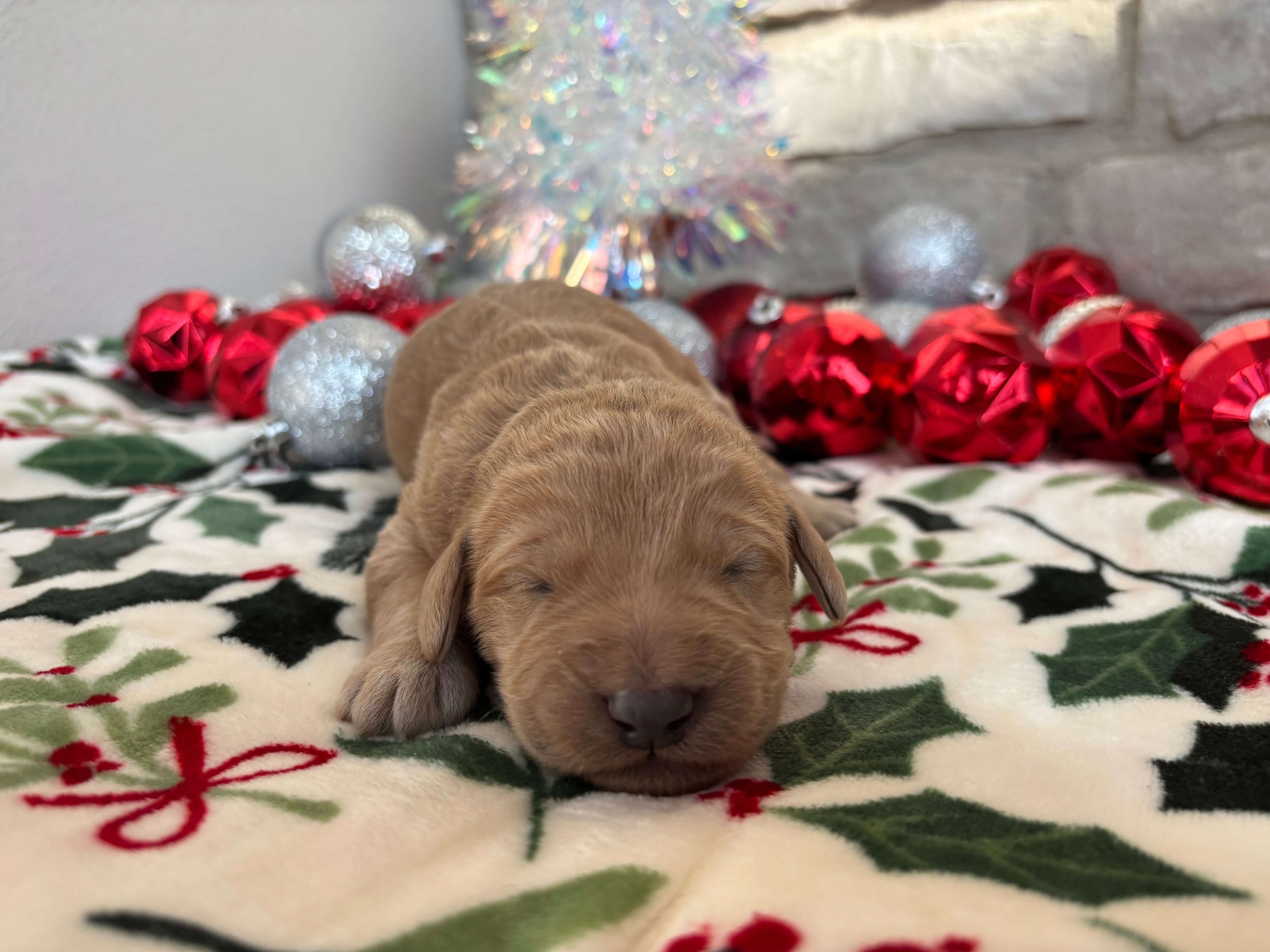 Santa’s Little Helper 1.jpeg